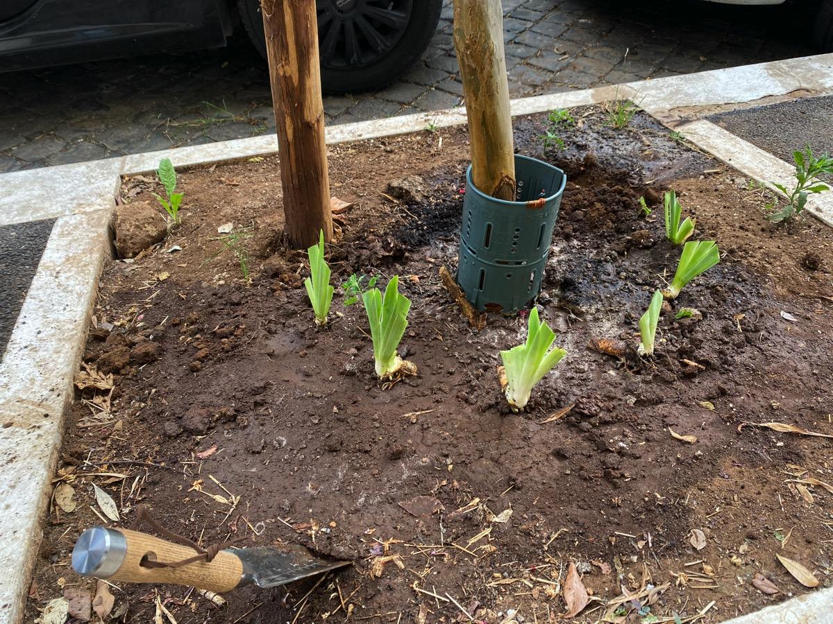 Guerilla gardening.I tried this when we first got here, and the forces of evil wiped it out pretty quickly. Maybe tim...