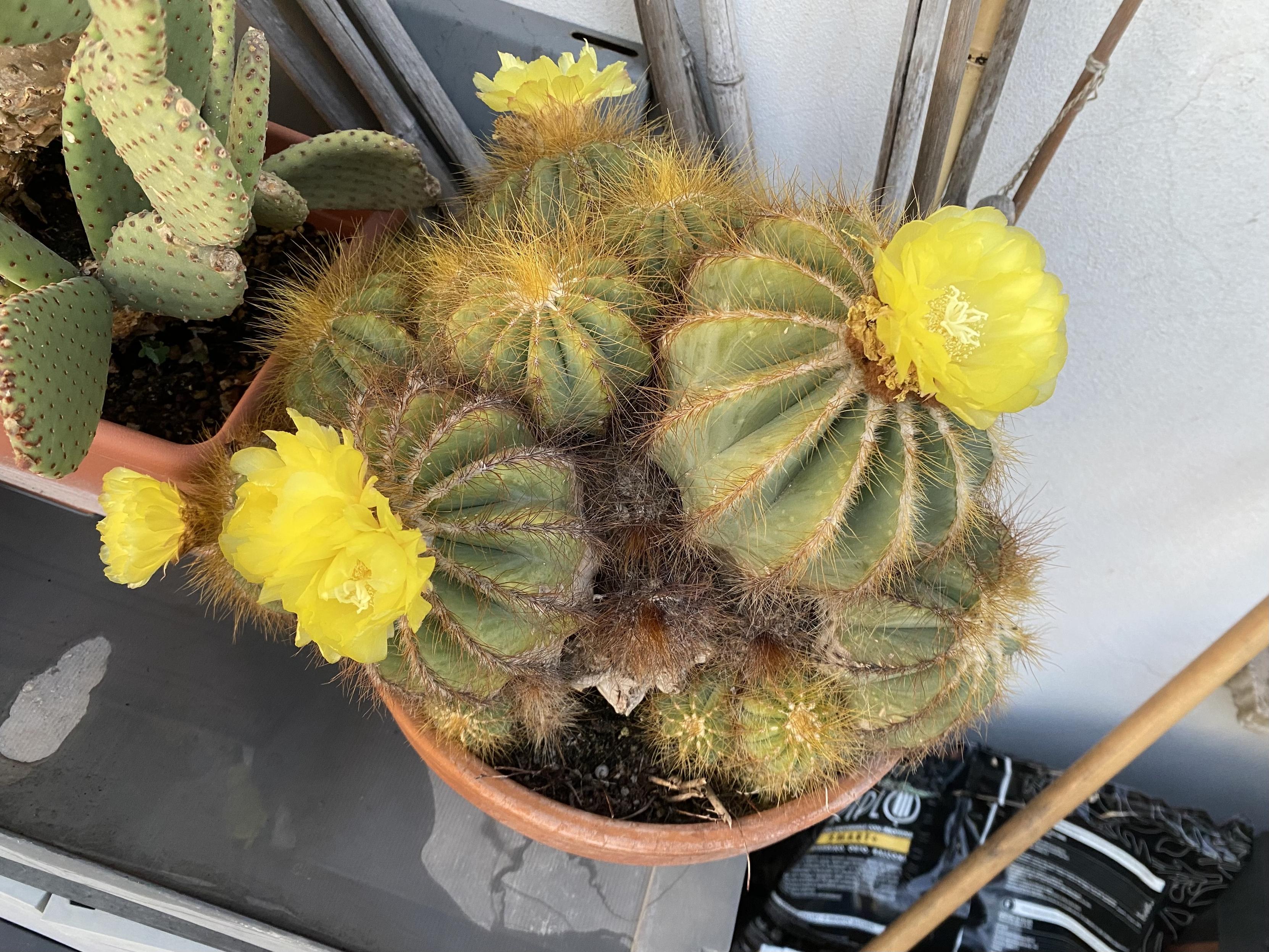 #bloomscrolling