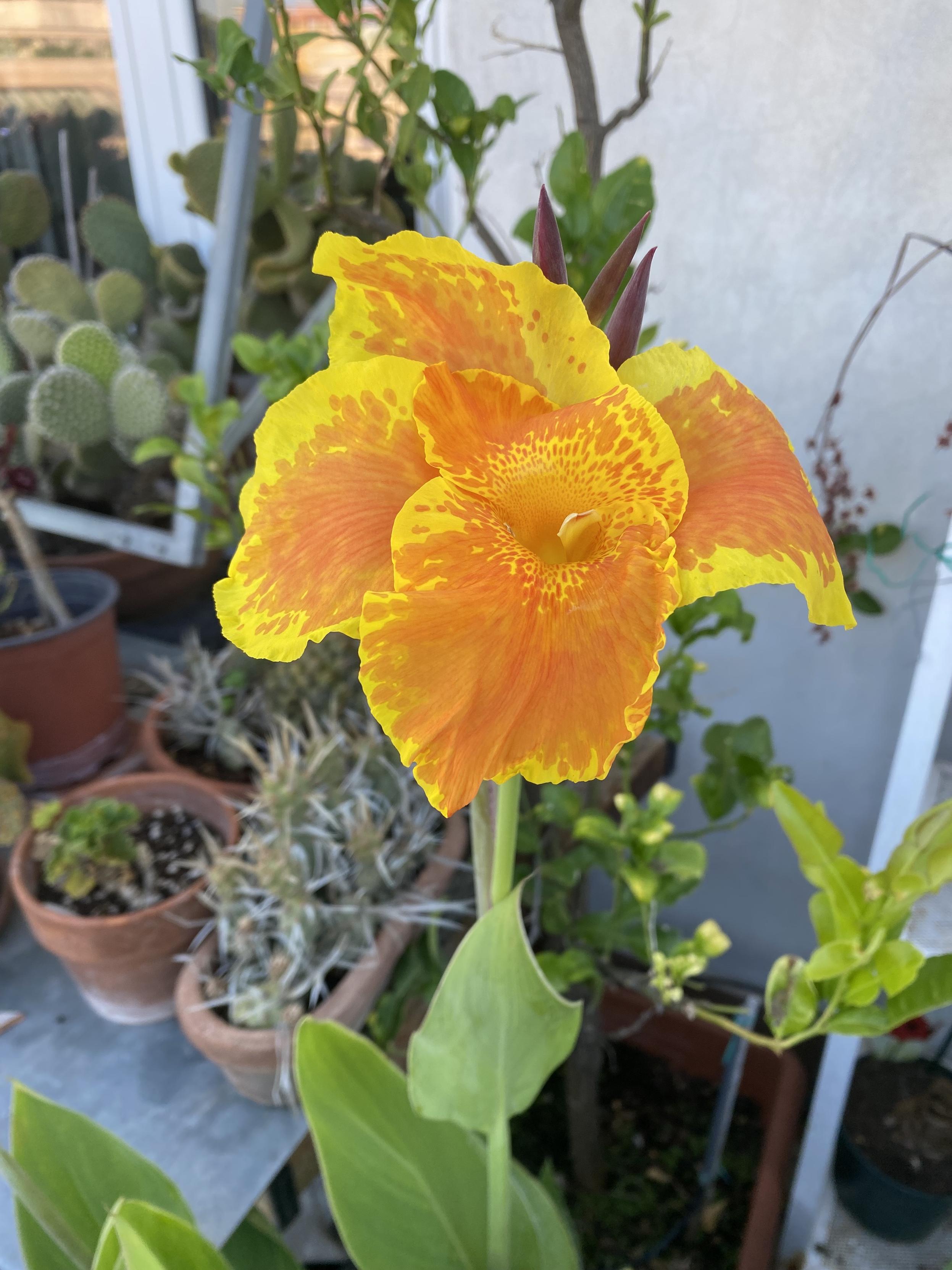 We have a lot of cannas on the terrace and I think this one, fresh this morning, is my favourite. Snagged from a reso...