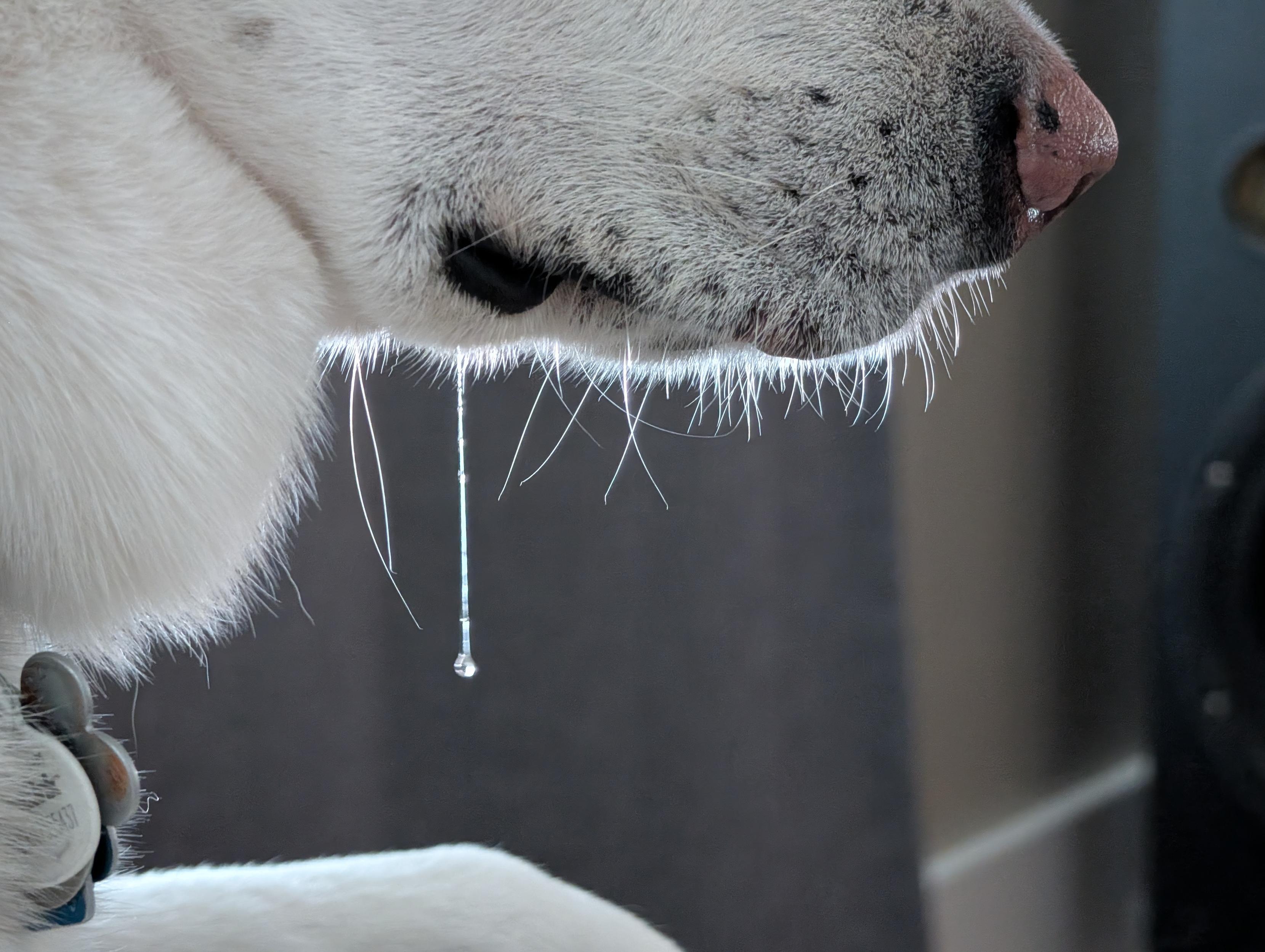 A close-up of a white dog's snout with a single drop of saliva hanging from its lip.