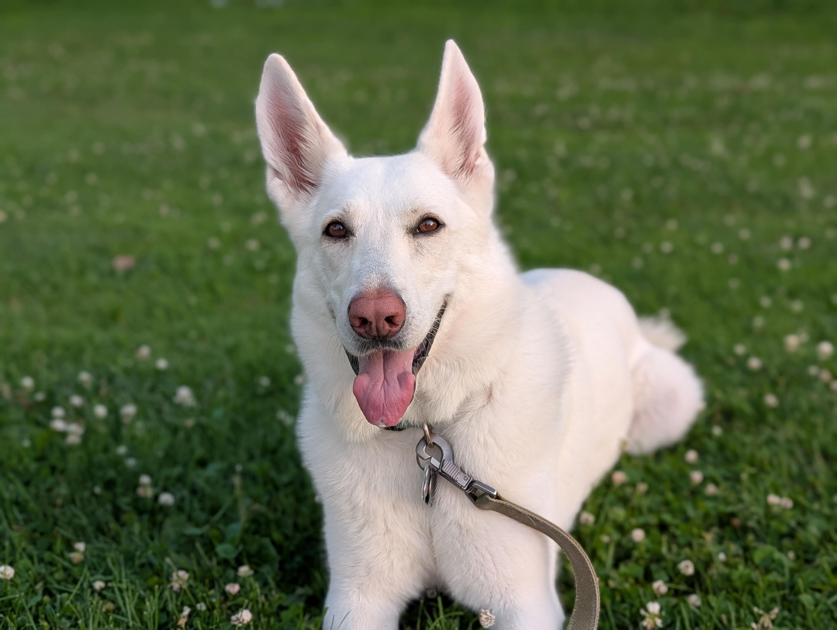 A happy white dog with pointed ears lies in the grass with its tongue out.