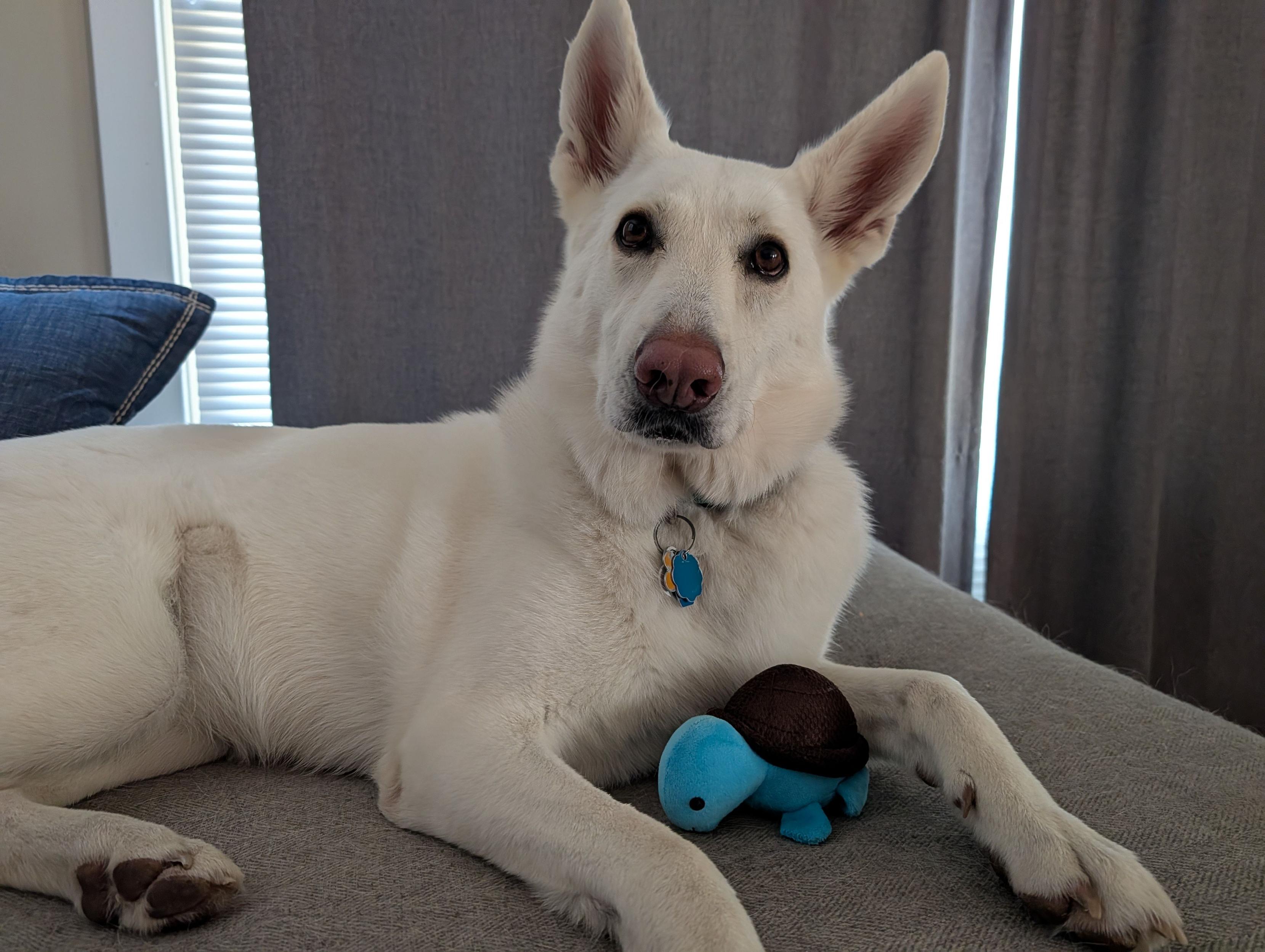 A white German Shepherd lying on a gray couch with a small blue turtle plush toy.