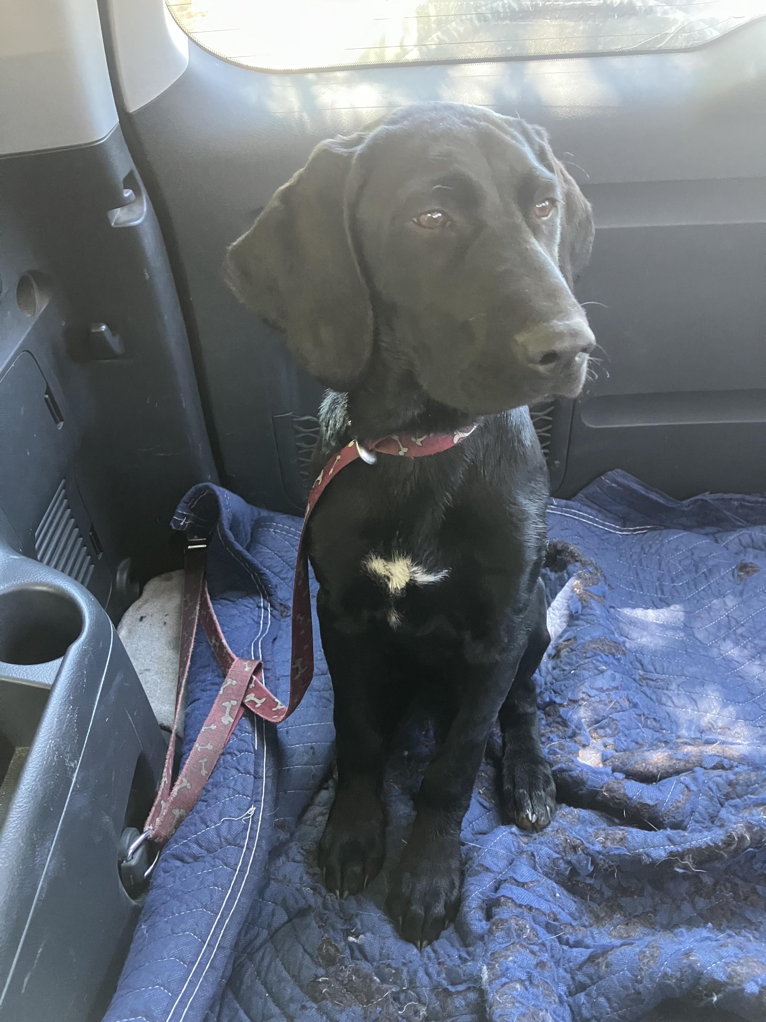 A black Labrador puppy seated in the back of a car. He has a small white patch of fur on his chest and a leash wrapped around his neck with no collar. He has a very calm and sweet demeanor and is looking just away from the camera.