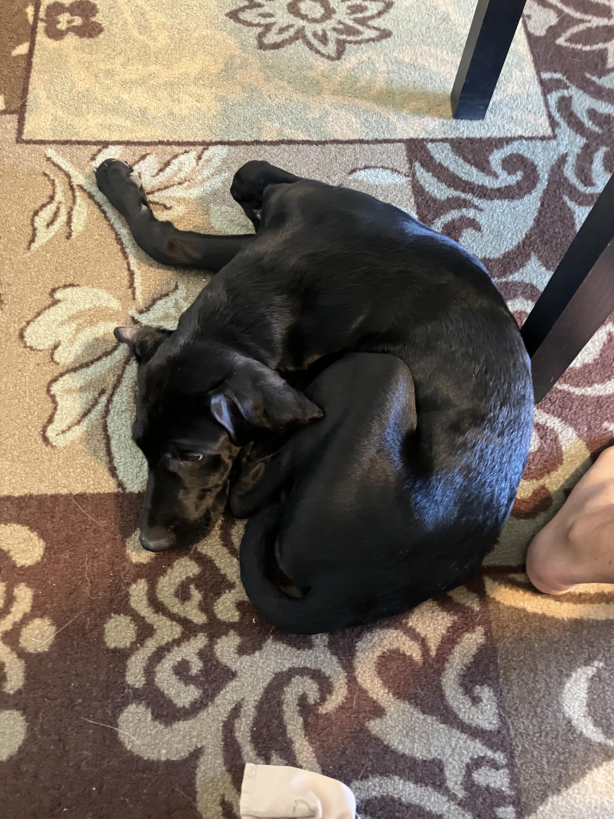 A black Labrador puppy curled up asleep on a rug indoors. You can see how skinny he is with his ribs showing on his side facing up.