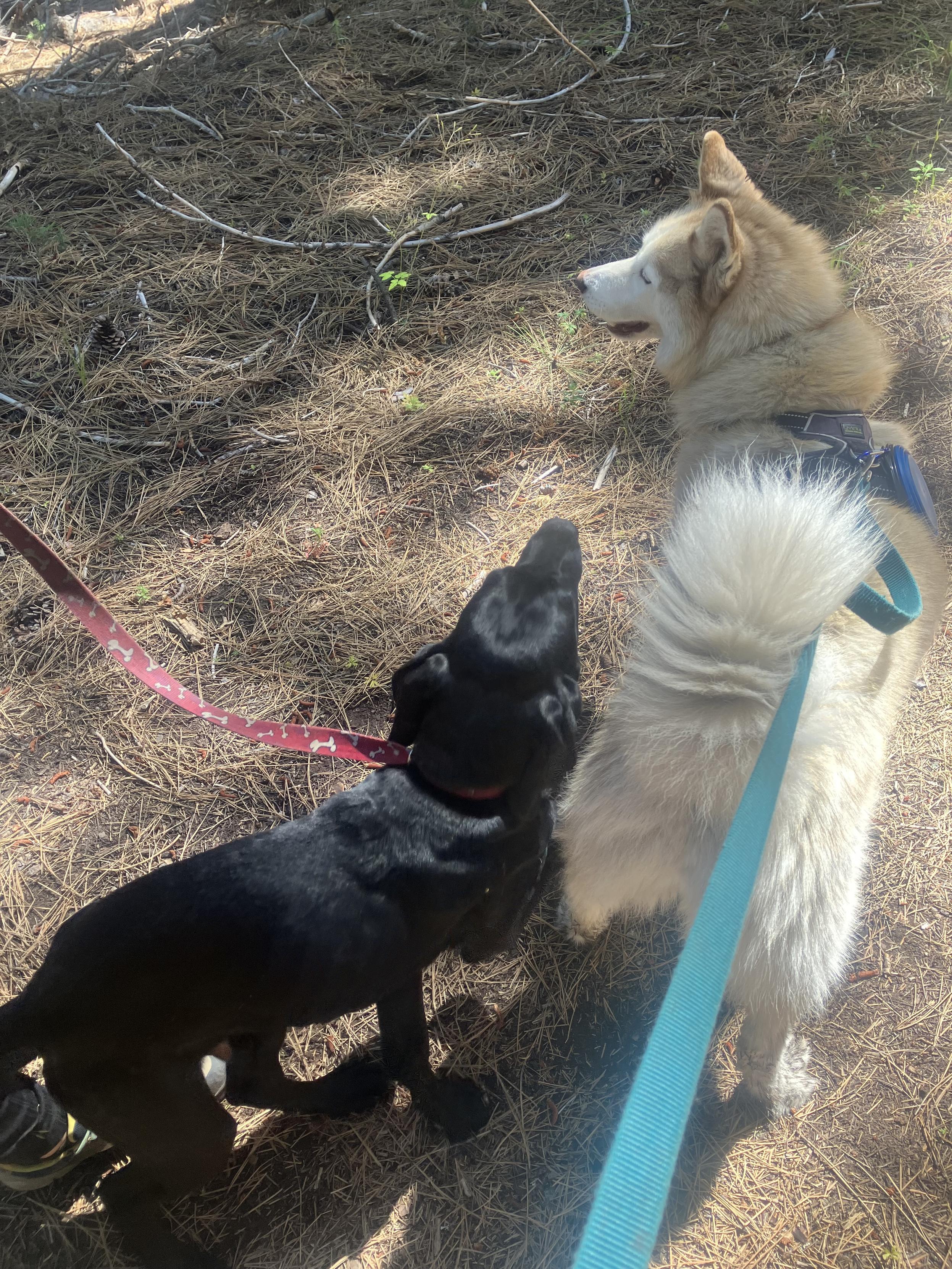 A black Labrador puppy walking next to a white and reddish brown Siberian husky. The puppy is looking at the husky happily while the husky is indifferent.