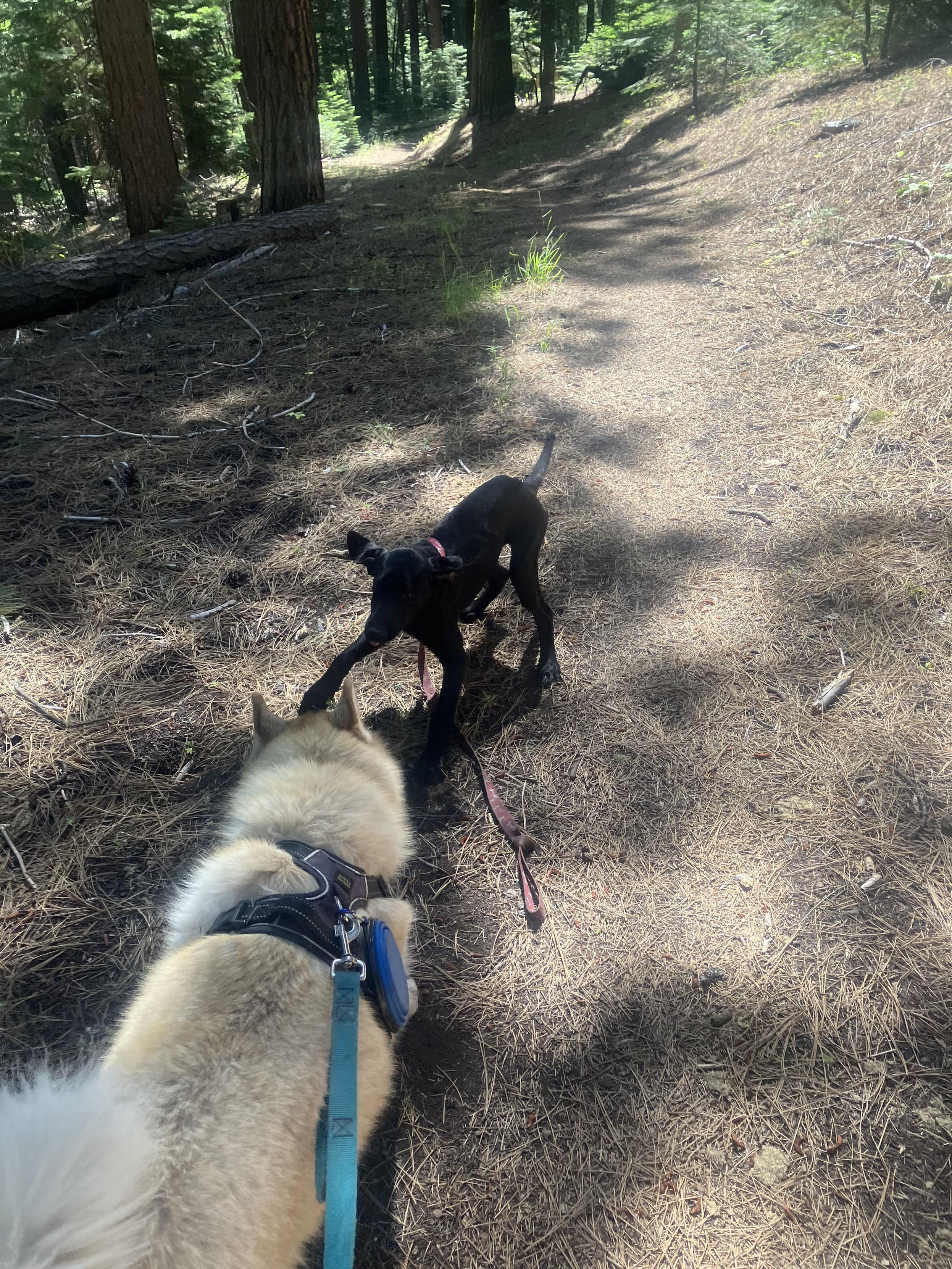 A black Labrador puppy trying to play with an adult Siberian husky. The puppy is in front of the husky and acting playful while the husky acts indifferent and slightly annoyed
