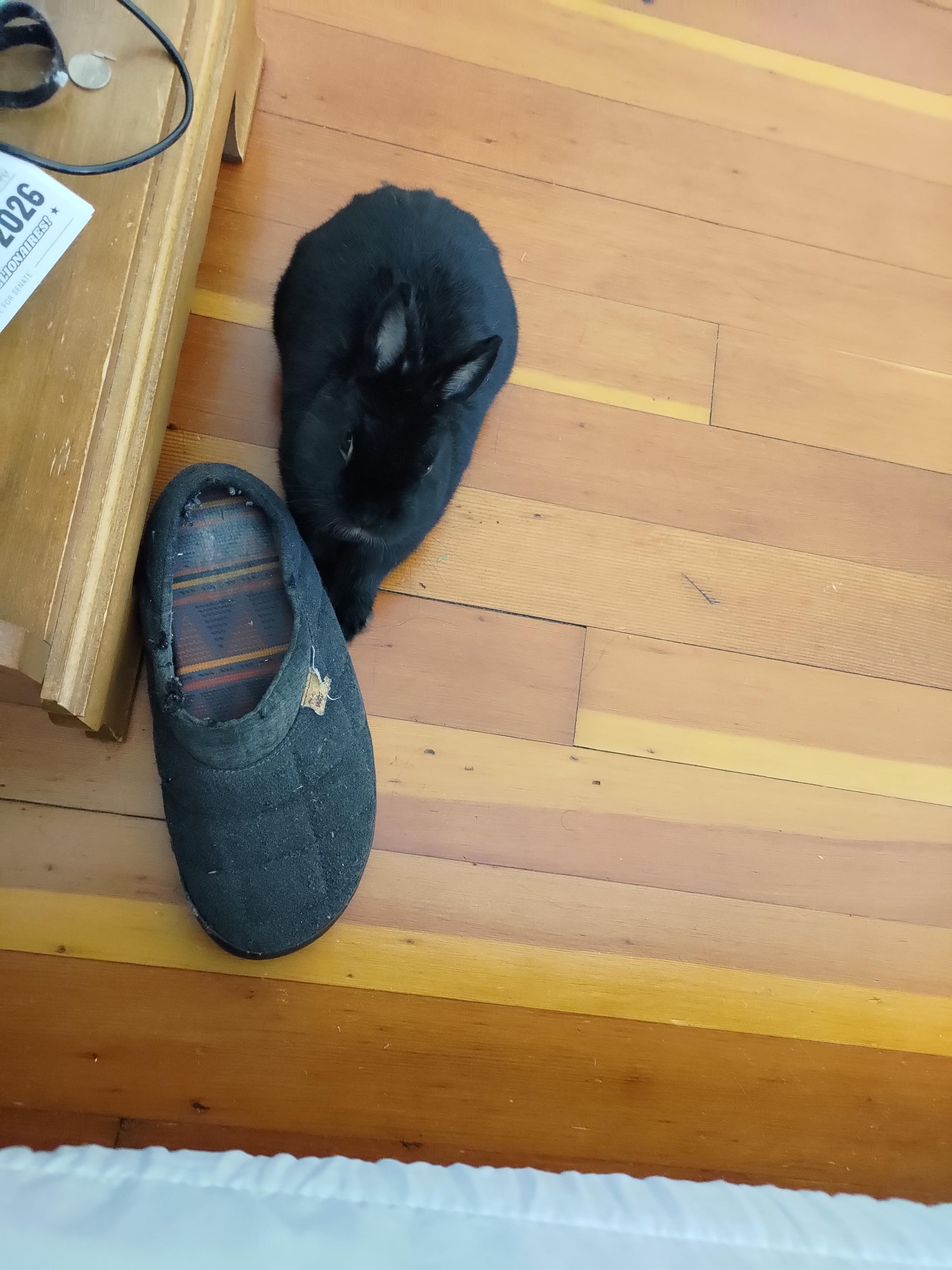 Anton, Black Netherland dwarf rabbit looks up at me in front of my nightstand. He's sitting next to one of my slippers, which is about the same size as he is.