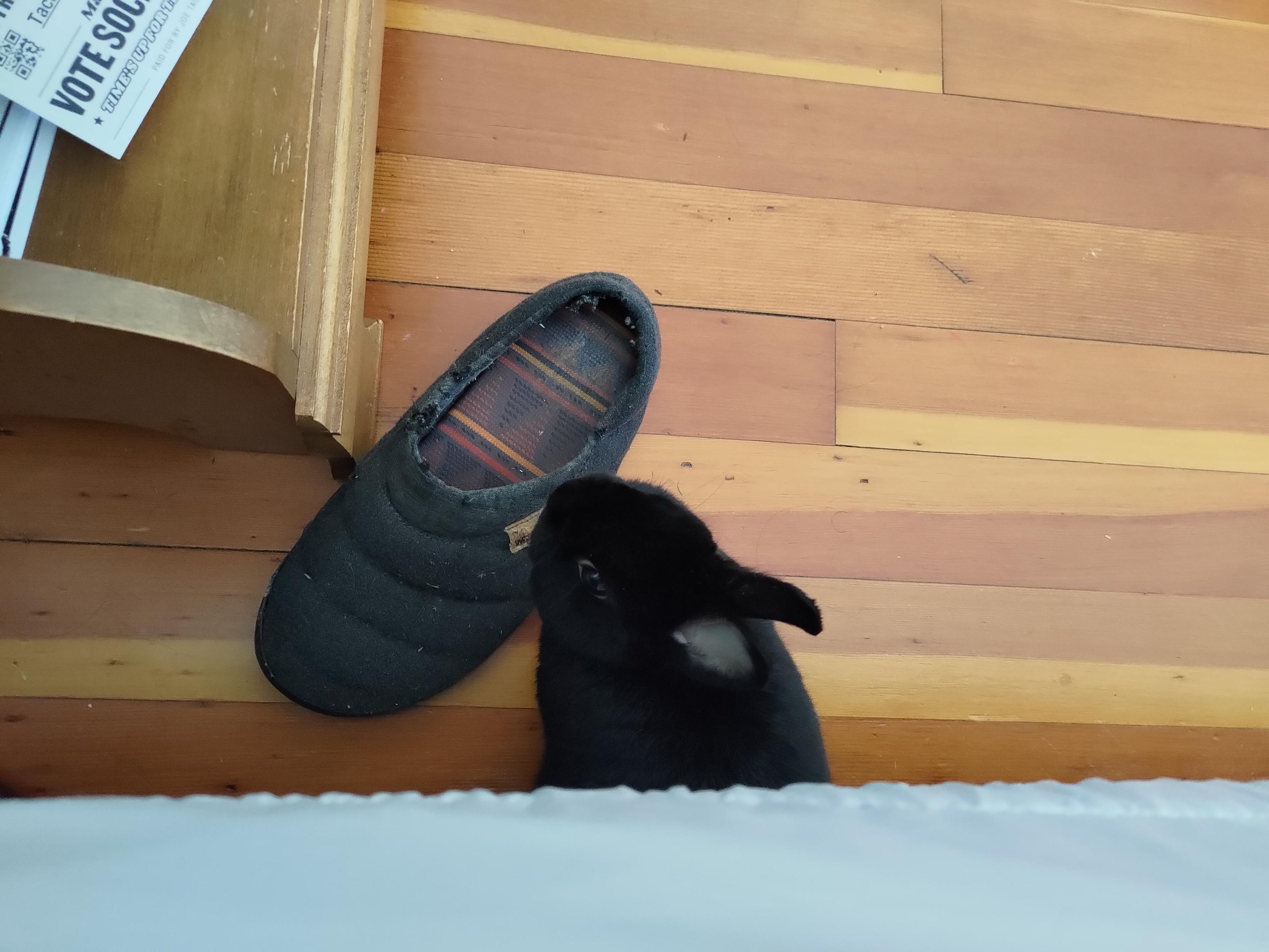 Anton, Black Netherland dwarf rabbit looks up at me, now he's turned around so only his head is visible sticking out from under the bed