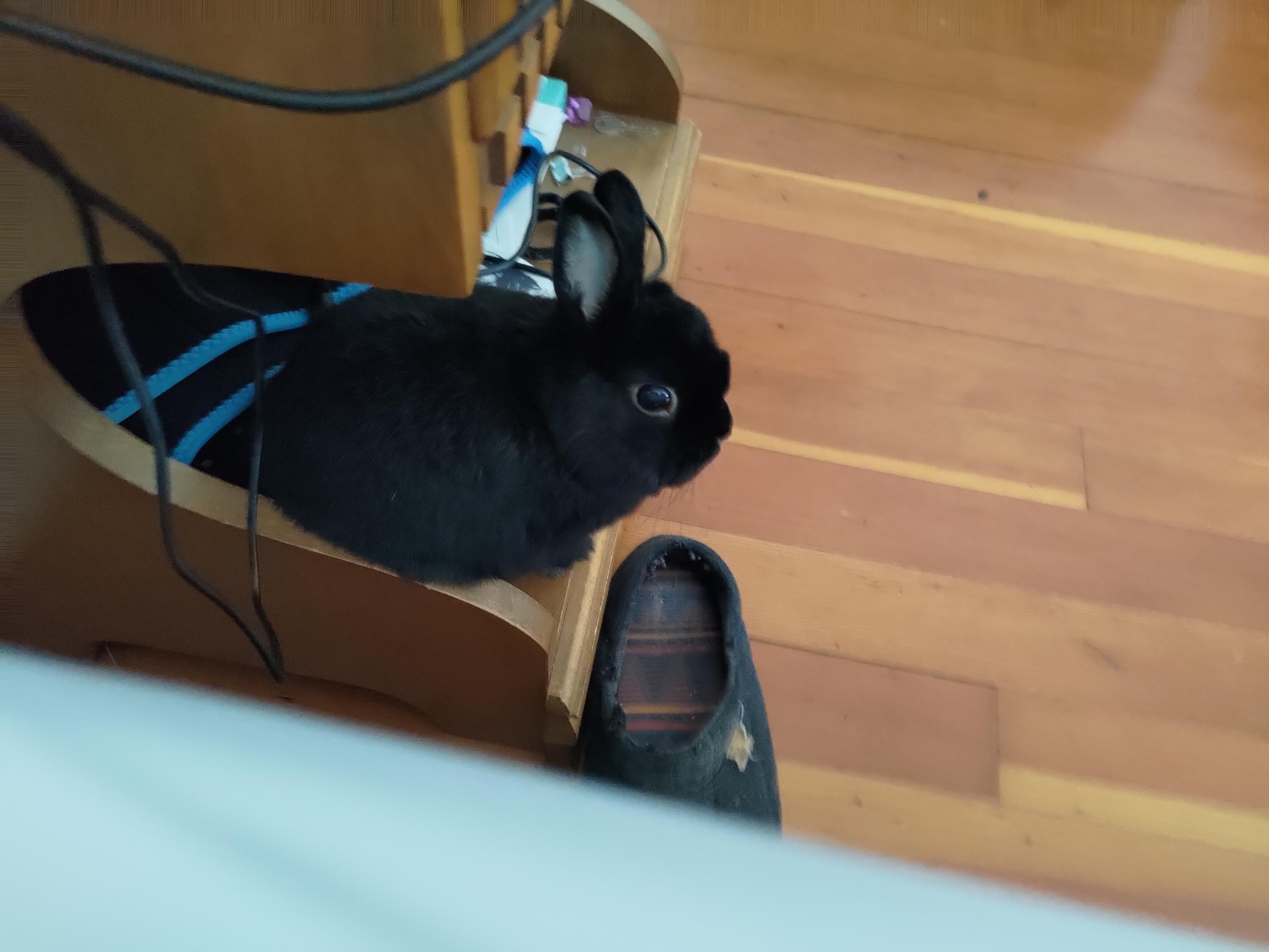 Anton had now hoped onto the lower tier of my nightstand to get closer to the breakfast giver.