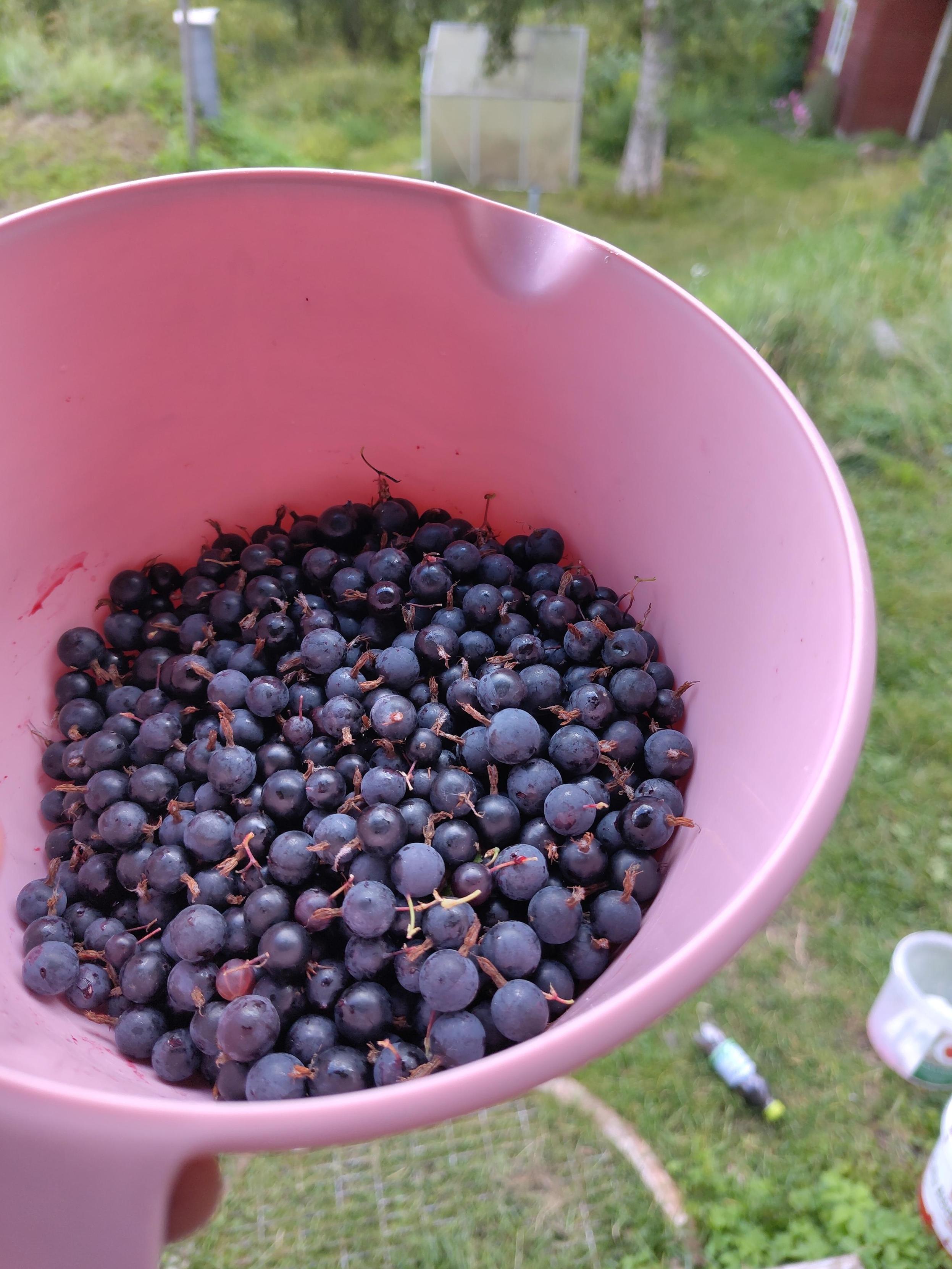 En liten halvfull skål spärrkrusbär.