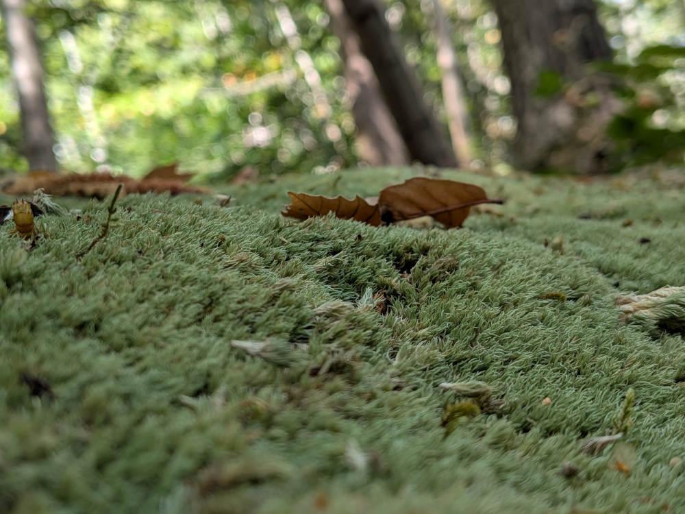 A close up photo of ground moss, sat in the shadow of the tree canopy. Sitting atop the moss are brown crispy leaves, twigs, and other bits of nature detritus. The focus is quite narrow, resulting in the immediate foreground moss as well as the background of sunny-day woodland being blurred