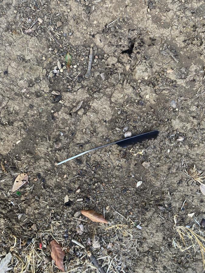 Do ants eat feathers? I mean, protein, right? This crow feather was whole when I noted it by the entrance to an ants'...