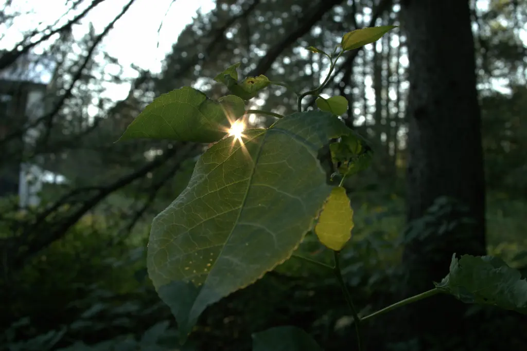 The Sun bursting through the leaves of a sapling