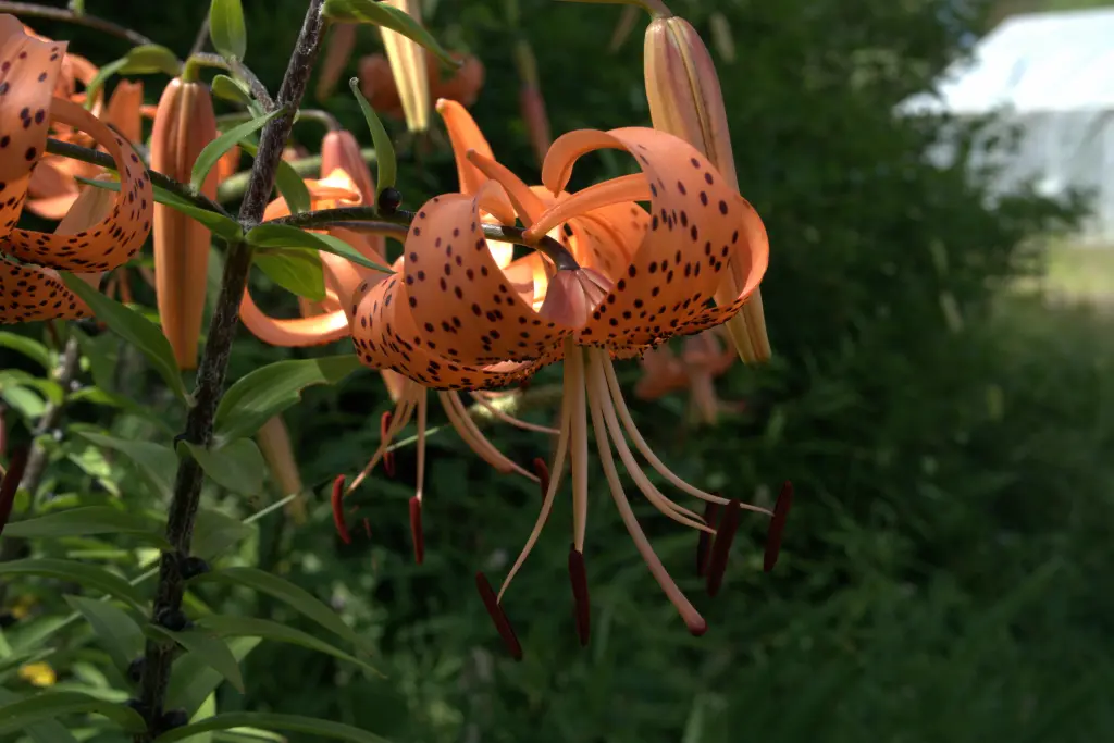 A Tiger Lily blooming