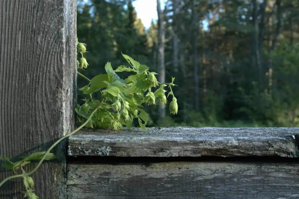 Some hop vine with flowers climbing a wooden railing and post