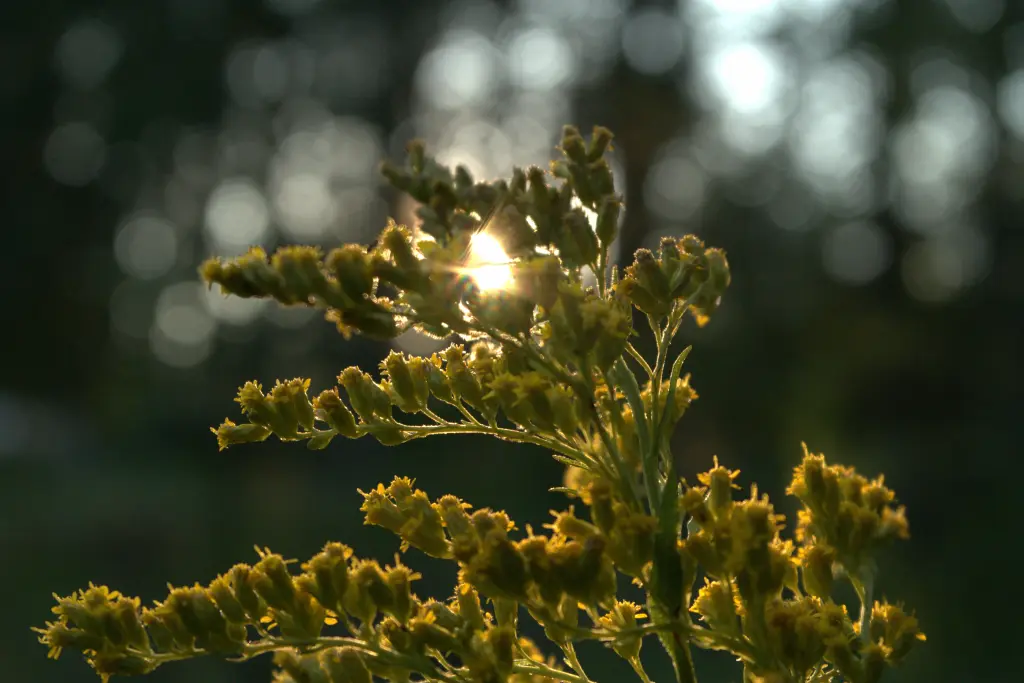 Golden rod flowers with the Sun bursting through