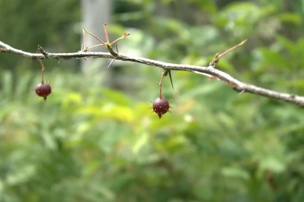A couple of ripe Prickly Gooseberries on a branch