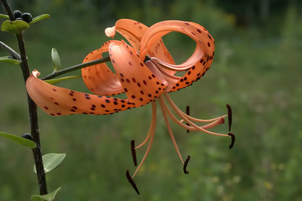 Tiger Lily blooming