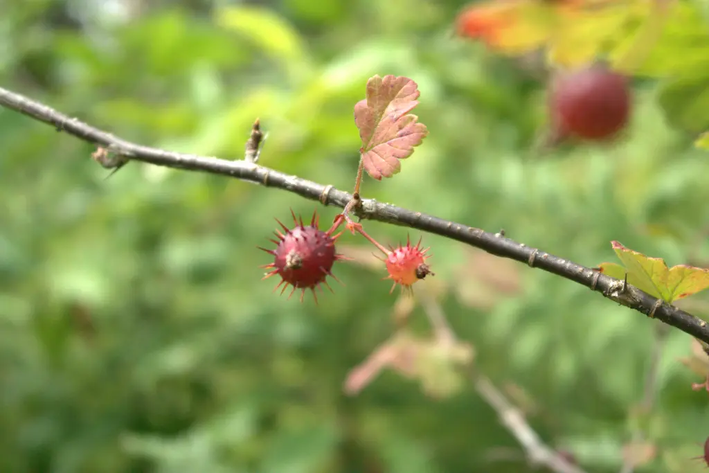 A Prickly Gooseberry ready to eat
