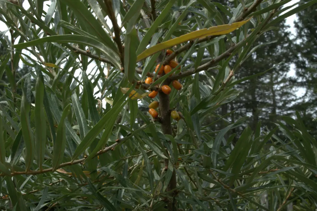 A Sea-buckthorn tree with many ripe berries