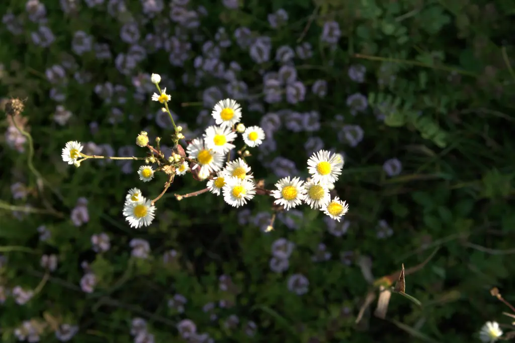 Daisy fleabane from above