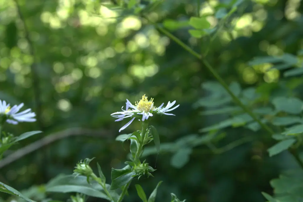 Profile of a swamp aster