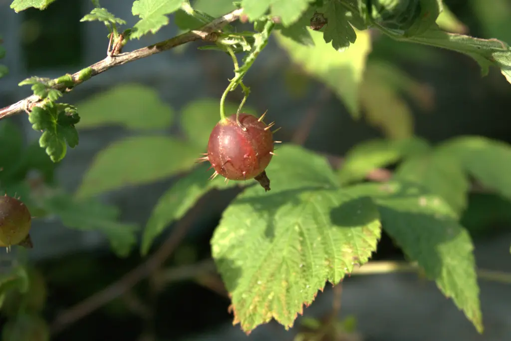 A prickly gooseberry ready to eat