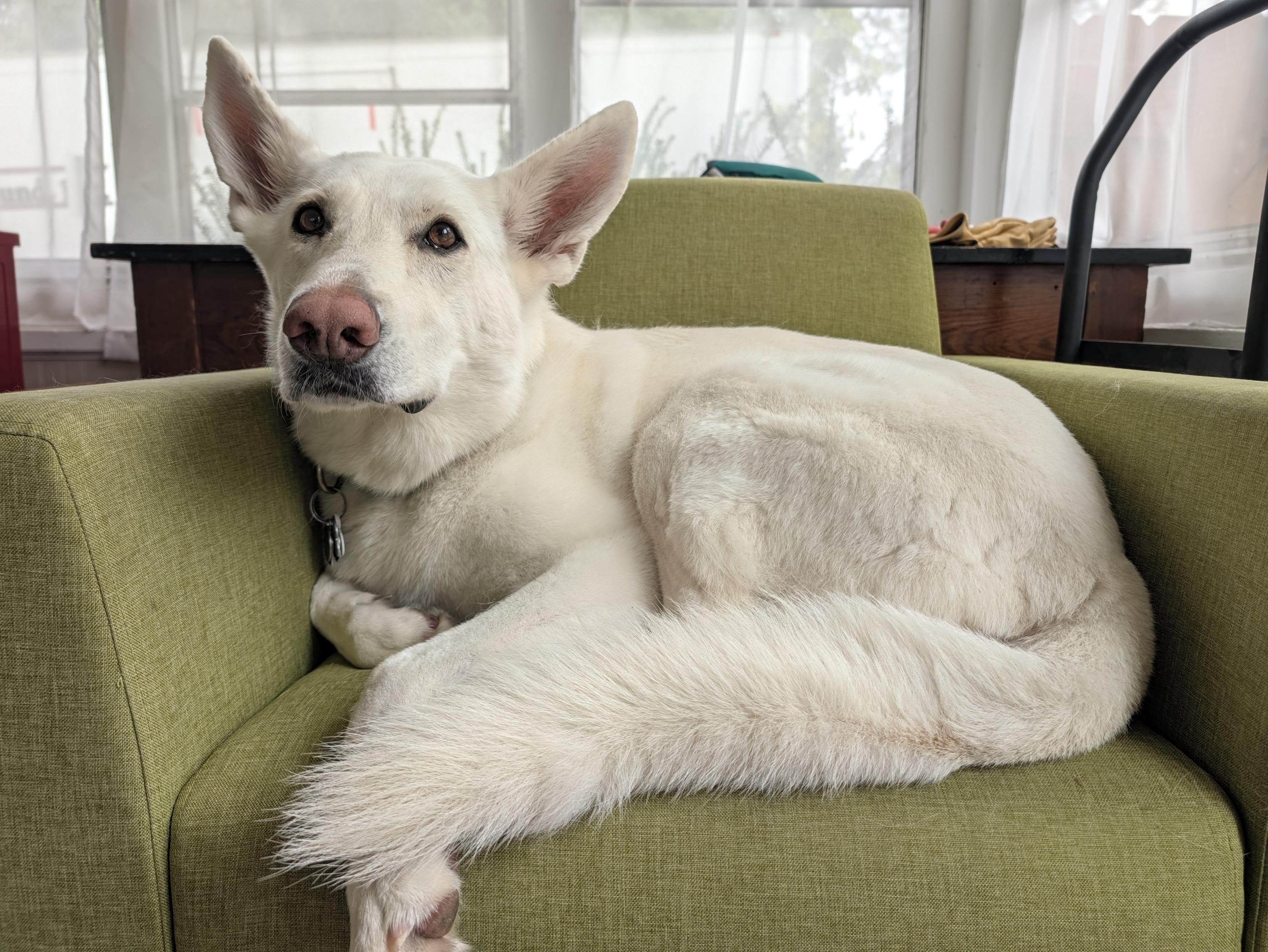 A white dog is sitting on a green couch with large ears.
