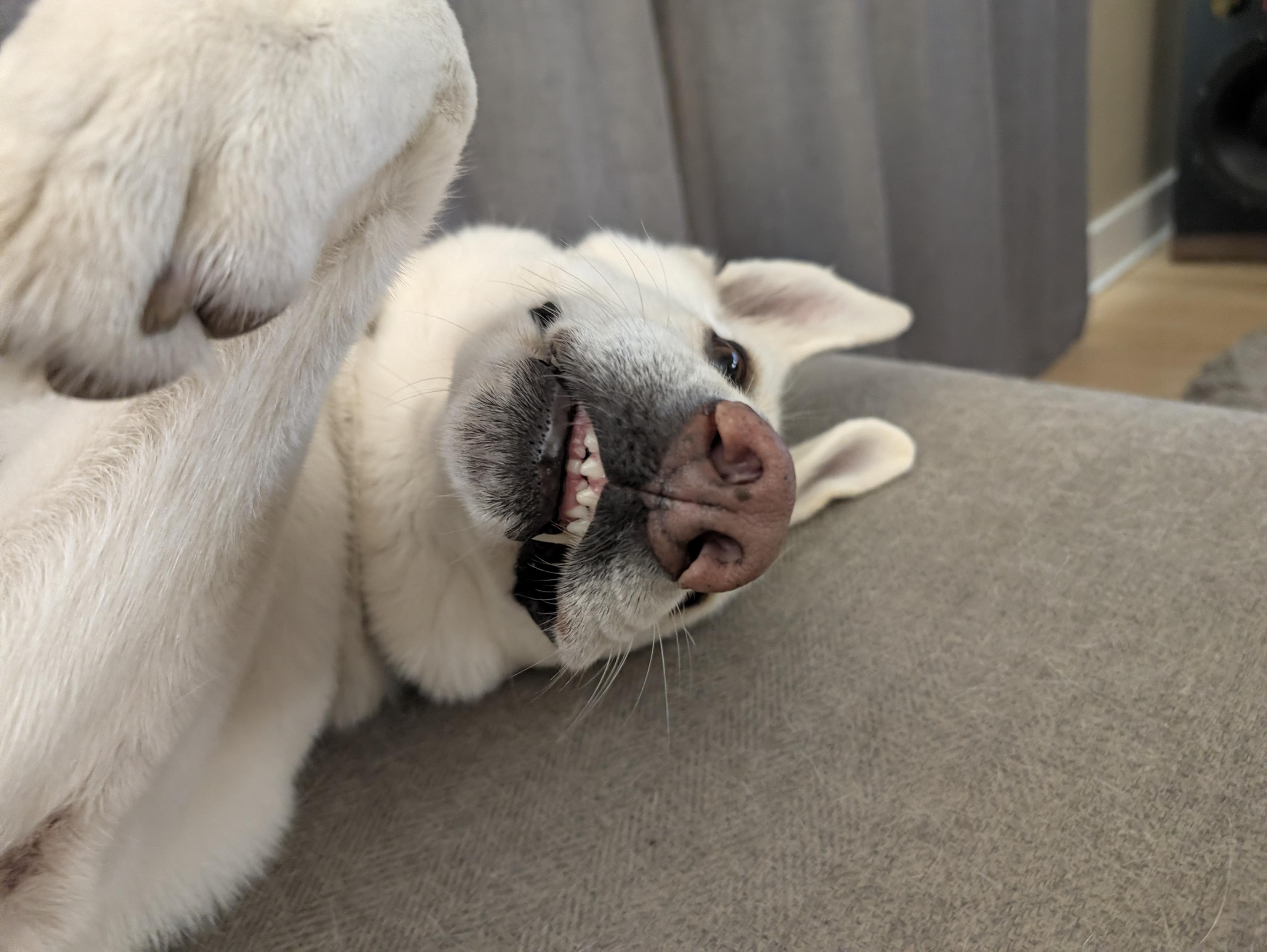 A white dog with its mouth open and tongue out, resting on a gray couch.