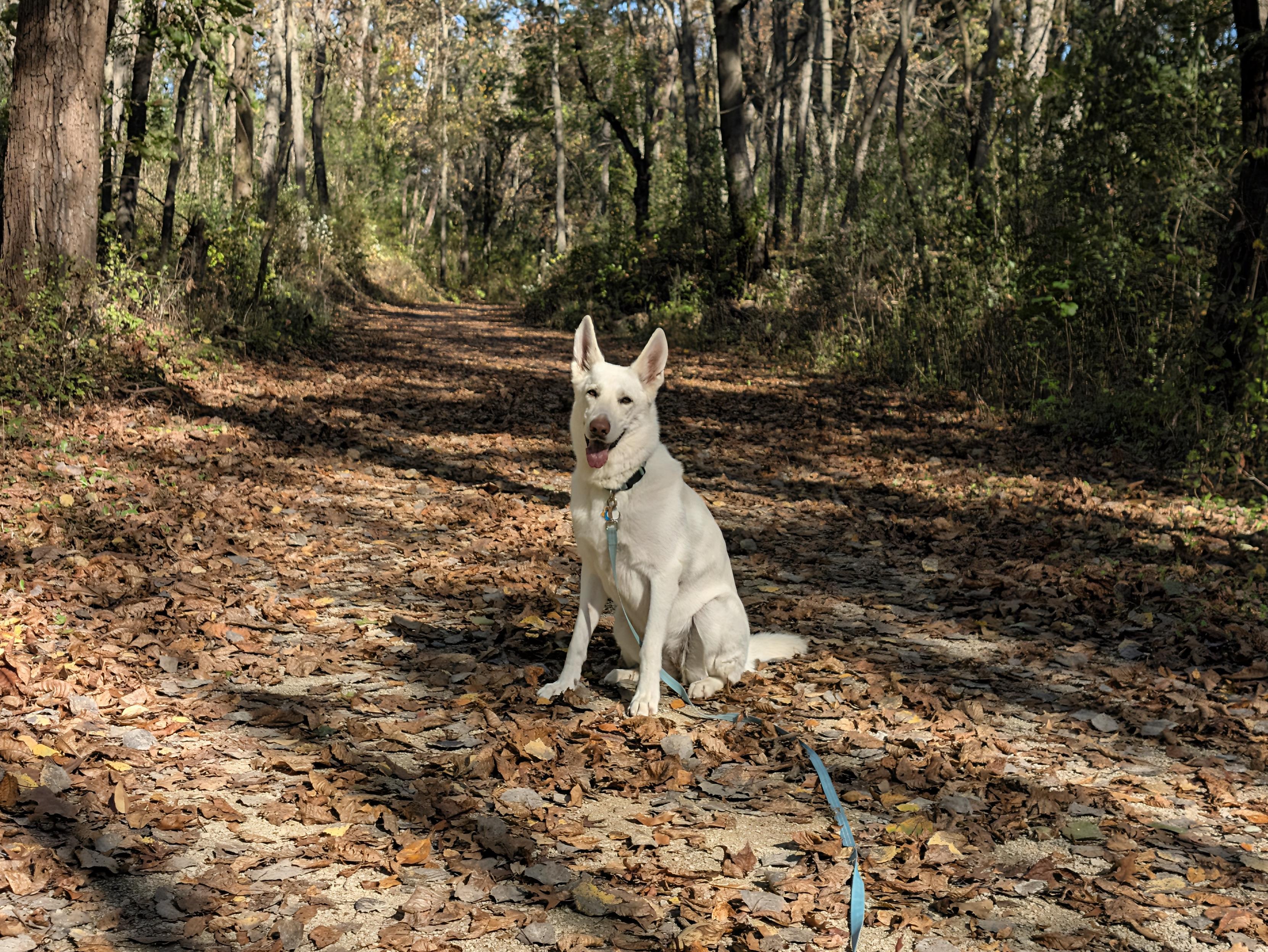 A white dog sits on a leaf-covered forest path.
