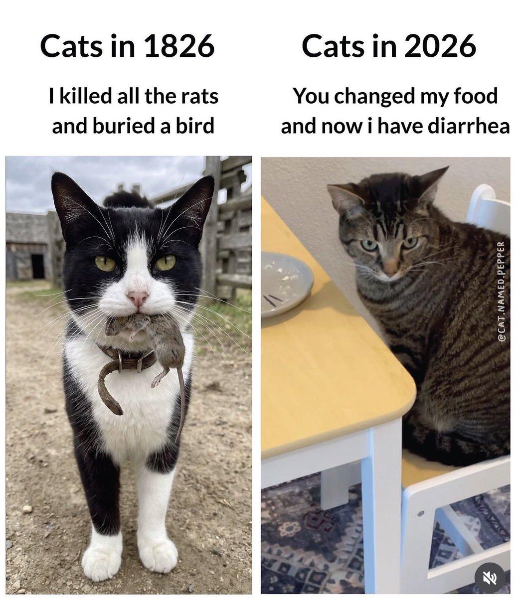 Two pics of cats, side by side. 

Pic 1 caption: "Cats in 1826. I killed all the rats and buried a bird." The pic is a black and white cat with a rat in its mouth in a country setting.

Pic 2 caption: "Cats in 2026. You changed my food and now I have diarrhea."The pic is a tabby cat sitting on a chair next to a table with a plate. The cat has an unhappy expression.