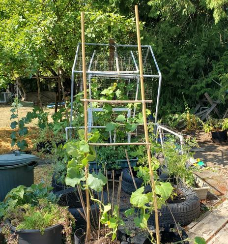 Young cucumber plants with large green leaves growing on a DIY bamboo trellis in our backyard food garden.