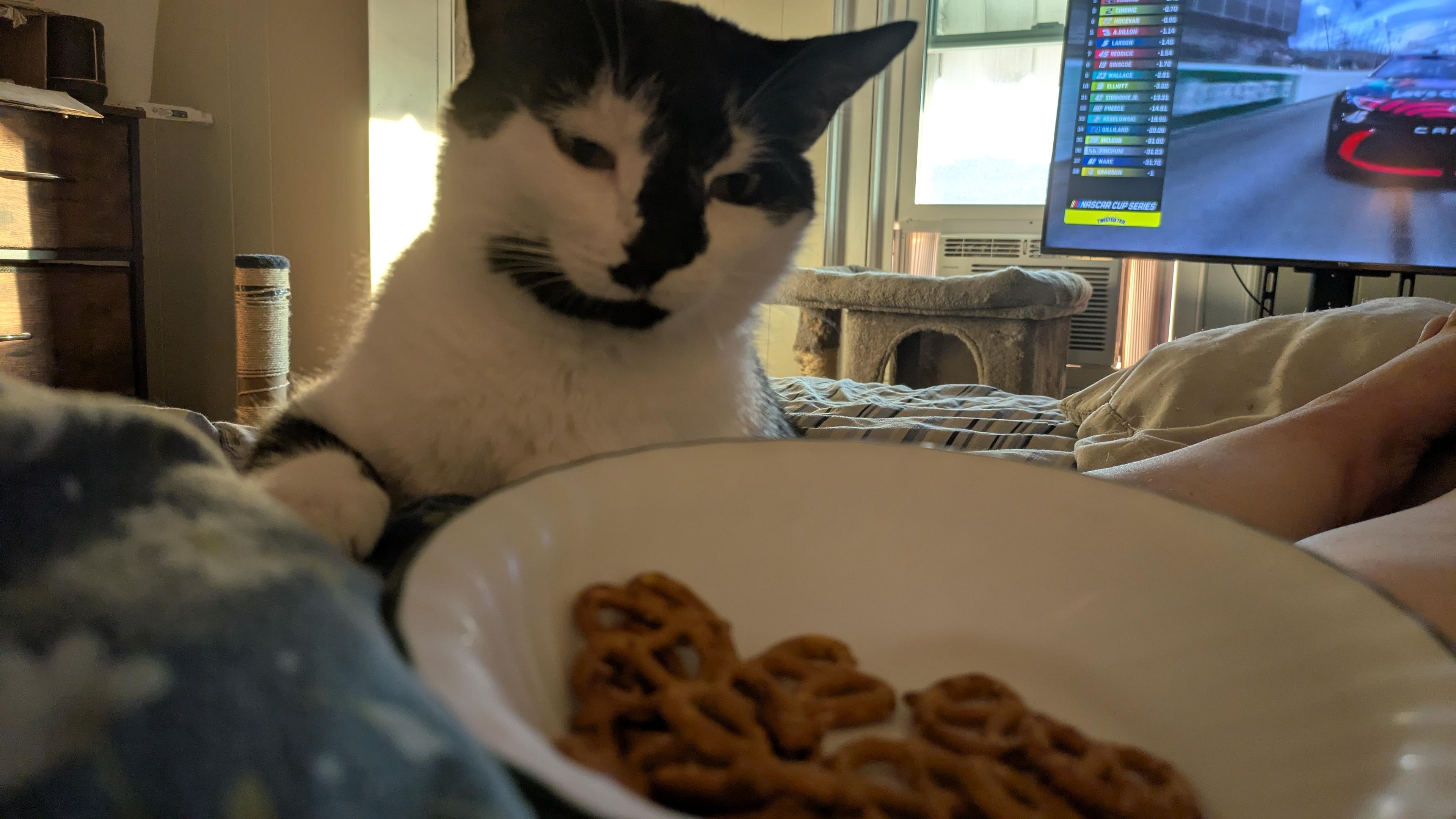 Black and white cat hovering over the rim of a bowl of pretzels with a suspicious expression of sleepy innocence
