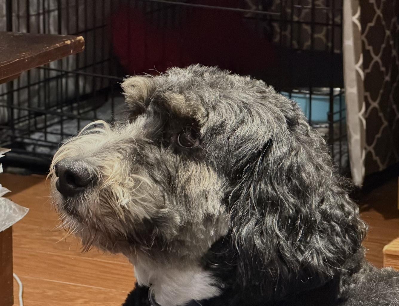 A mostly black Bernedoodle is shown close up as she lies in her dog bed, head up, staring straight ahead.  I didn't manage to capture the whites of her eyes as she peers around, but she is staring out the patio door into the darkness.  The very quiet, fenced, darkness.