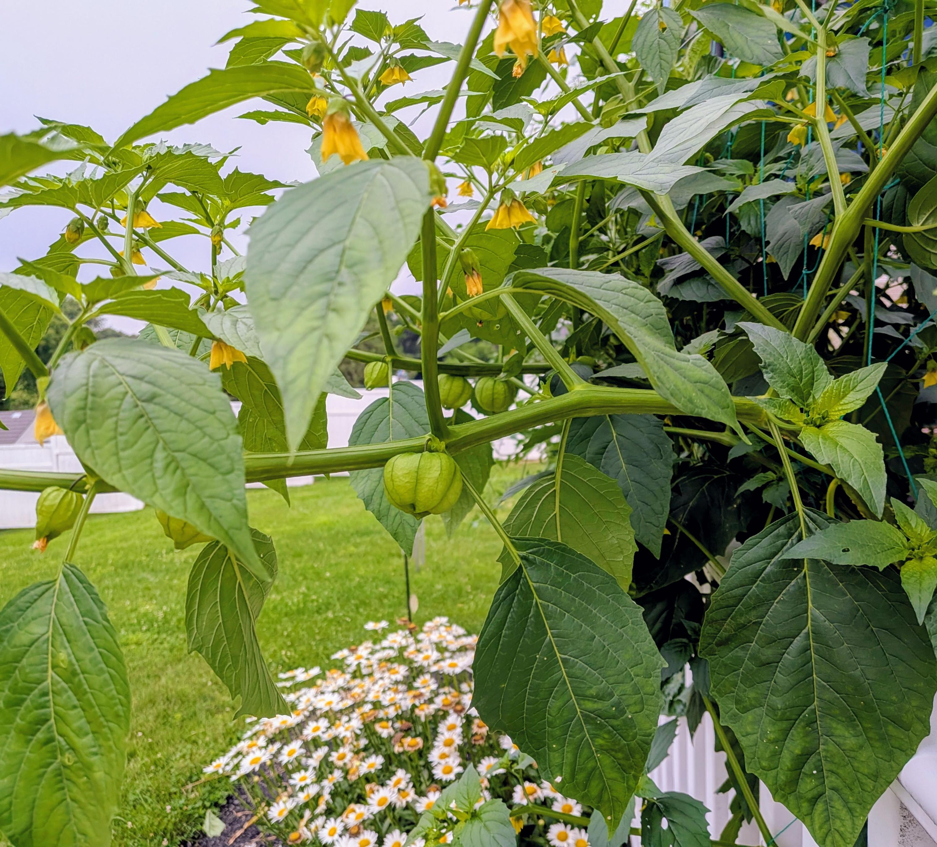 Several purple tomatillo branches grow above a group of daisies. The tomatillo fruit can be seen growing inside of their green husks.