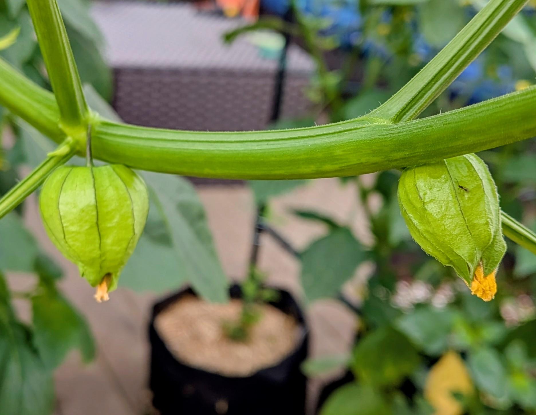 Two young tomatillo fruits are growing on a Vine focused in the foreground. The background is blurred out in a grow bag. Can be seen with a small plant in it.