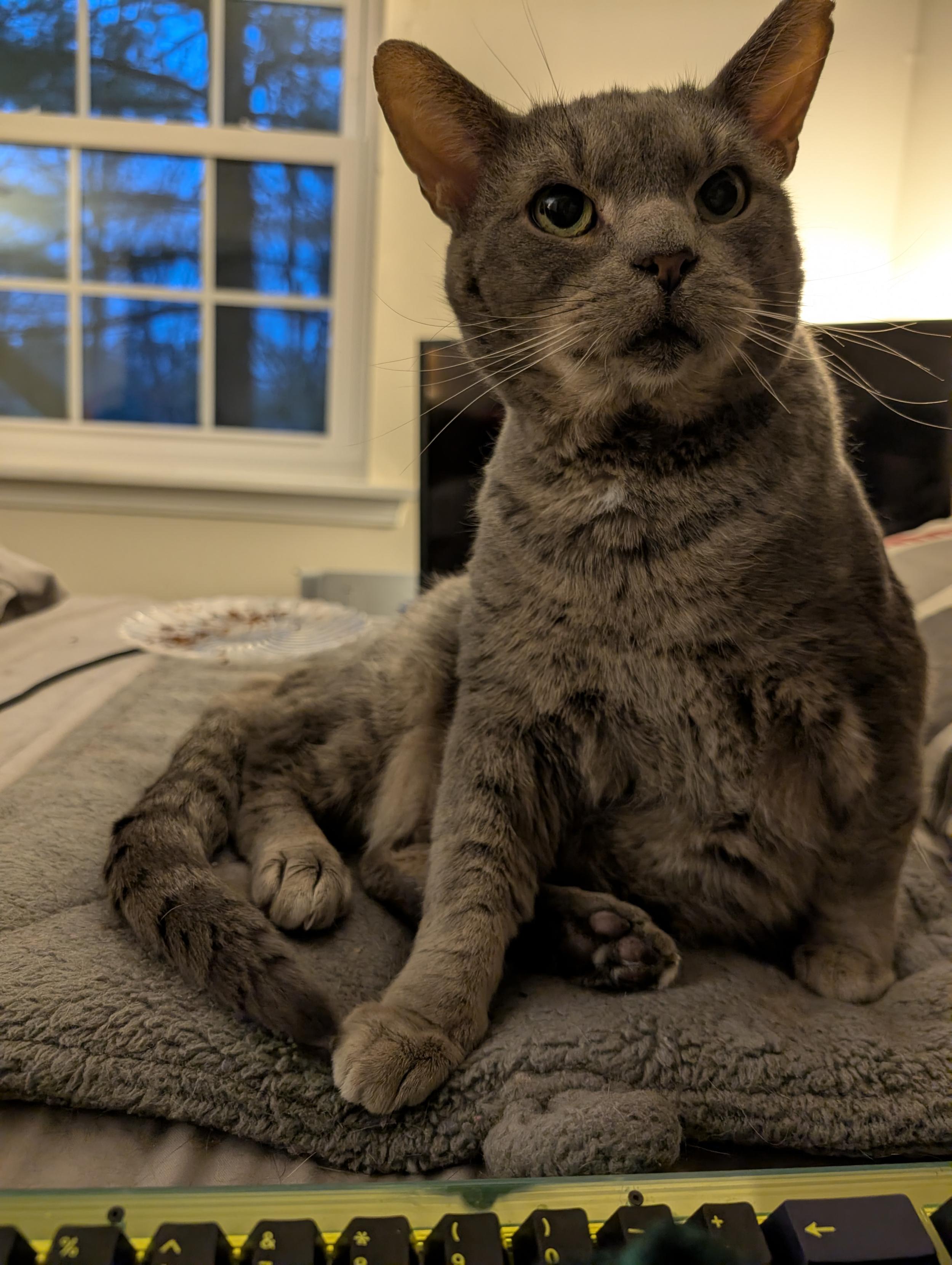 Grey tabby cat with big eyes and green eyes is sitting up with he back legs to the side on a grey fleece mat. His coloring makes his mouth look like a stereotypical drawing of a cat aka ridiculously cute