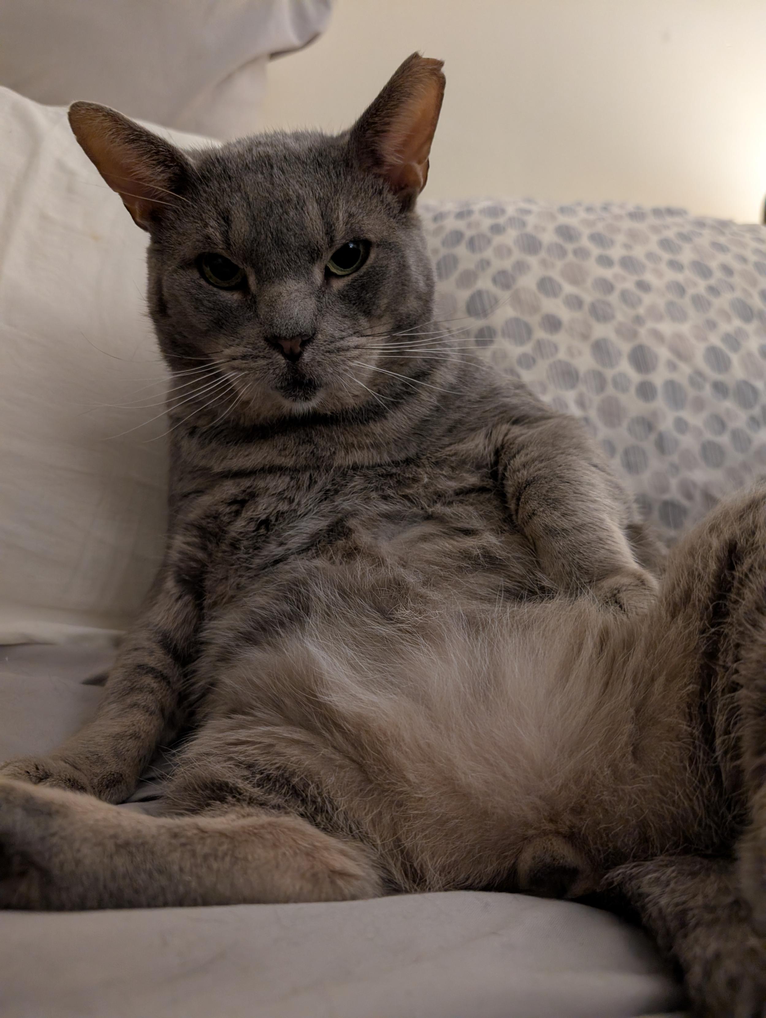 Grey cat is sitting like a slouchy person with his belly showing and pillows behind his back