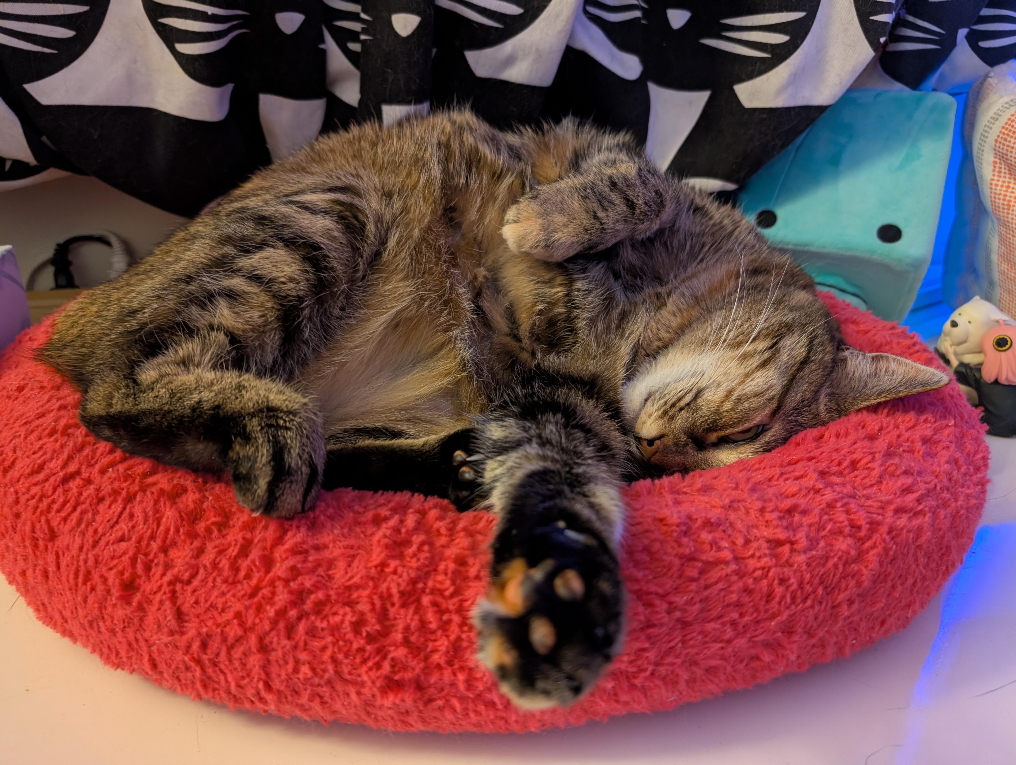 Tabby cat in a pink cat bed with the top of her head down, her belly is exposed and one paw is stretched towards the camera and you can see her mixed beans
