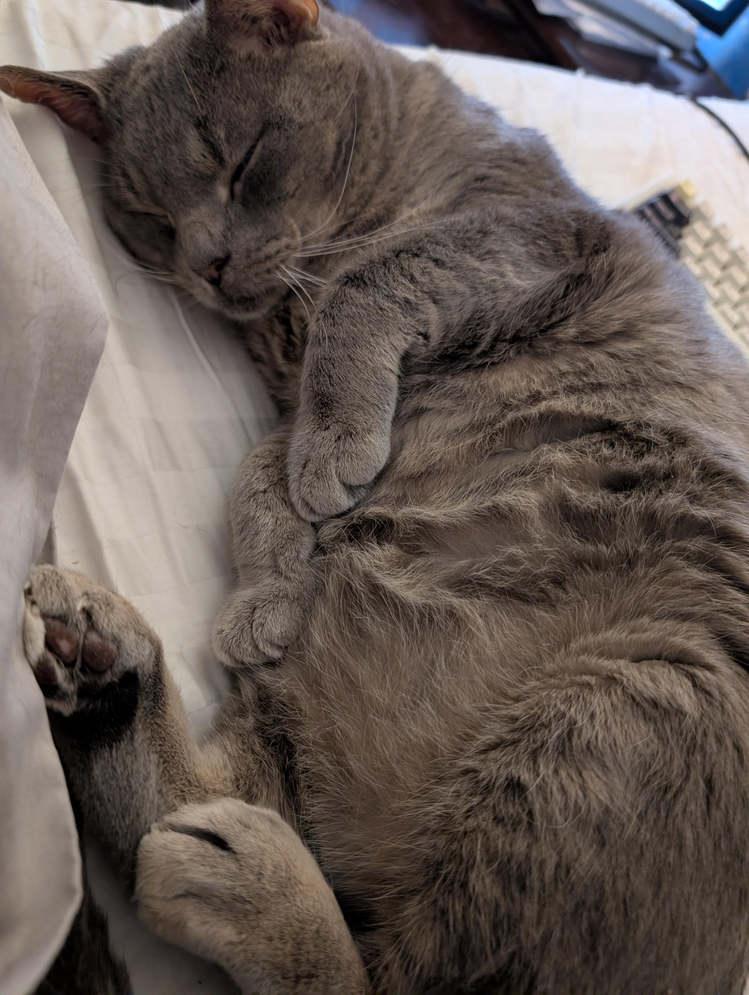 Short hair grey cat is lying on his side slightly curled up with his eyes closed. Several toe beans of one of his back feet are visible. His belly looks and is very soft