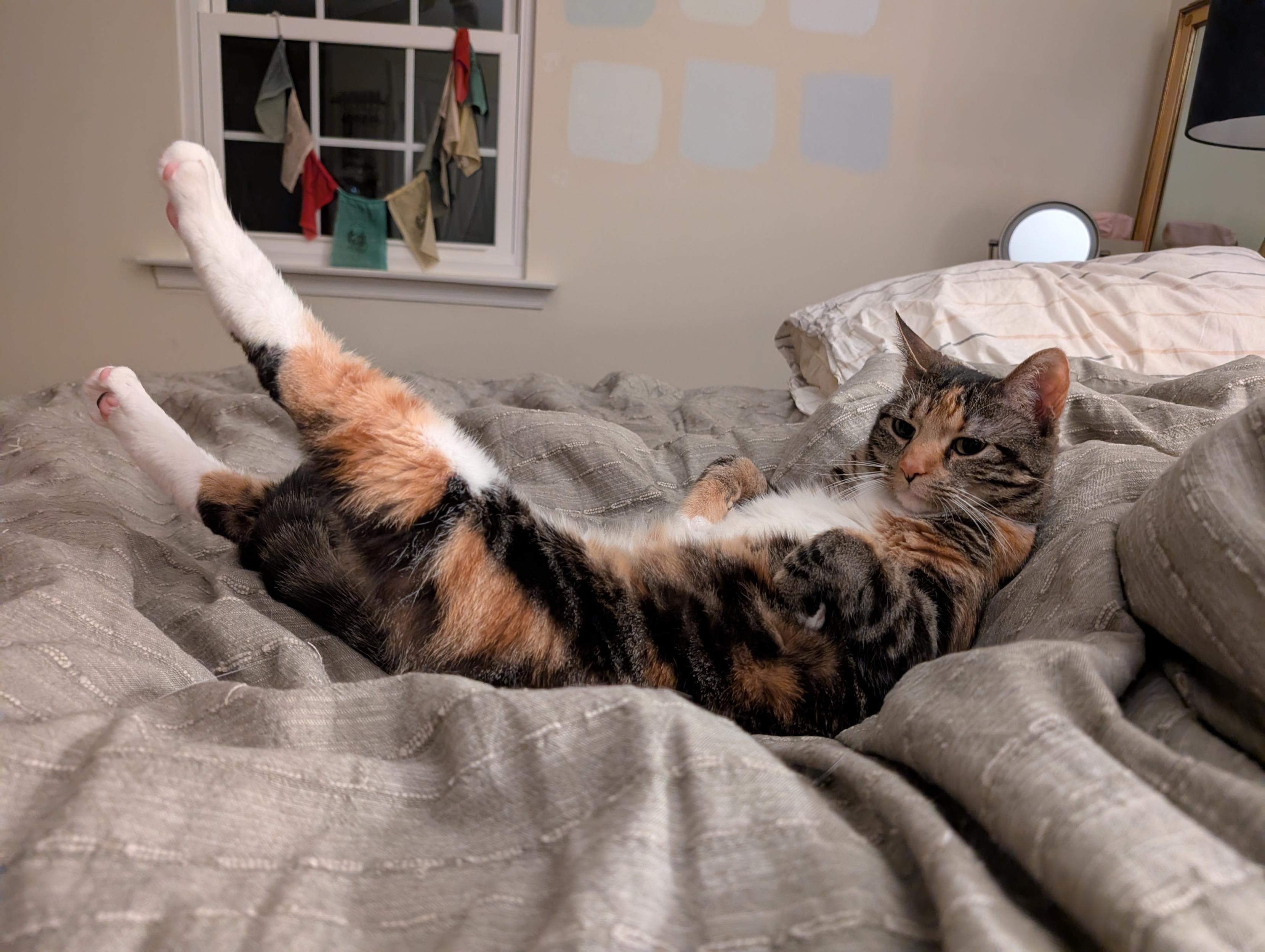 Calico tabby cat lounging belly up on a sage green duvet covered bed. She has her back legs fully extended and sticking up in the air and her whole form is like a crescent. She's looking off to the side like what like it's hard??