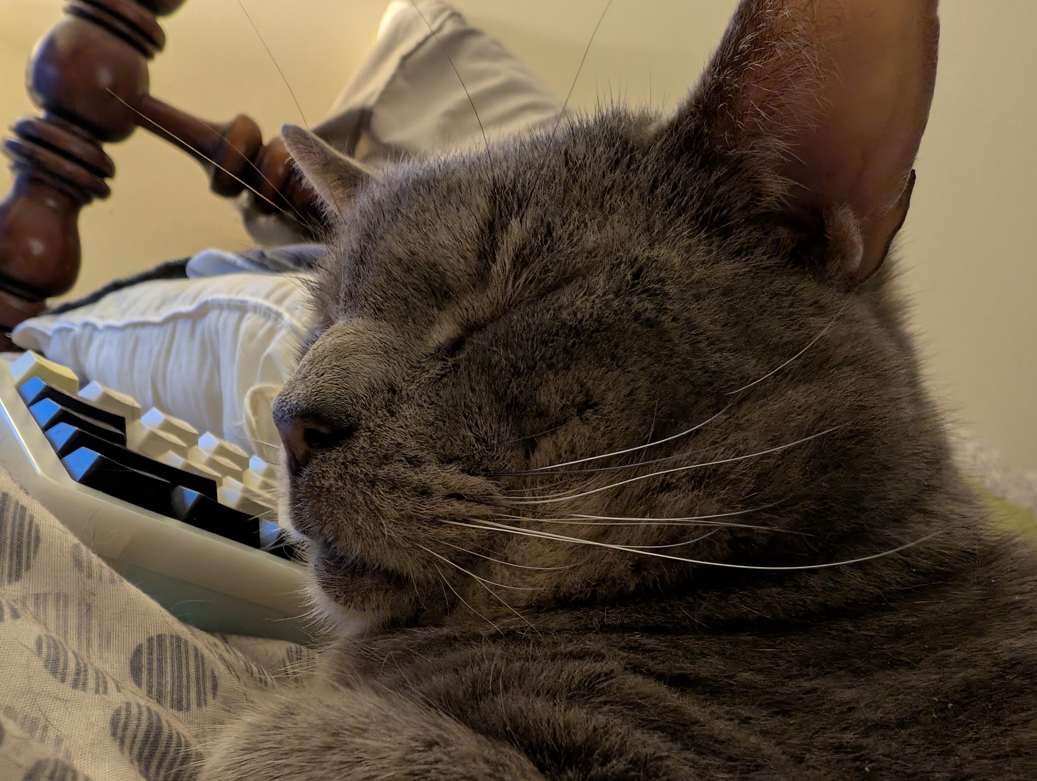 A shorthaired grey cats face with his eyes closedand head tucked a little so there are cute little smooshy rolls at his neck and cheeks. I. The background is a mechanical keyboard, pillow, and dark wood bedframe