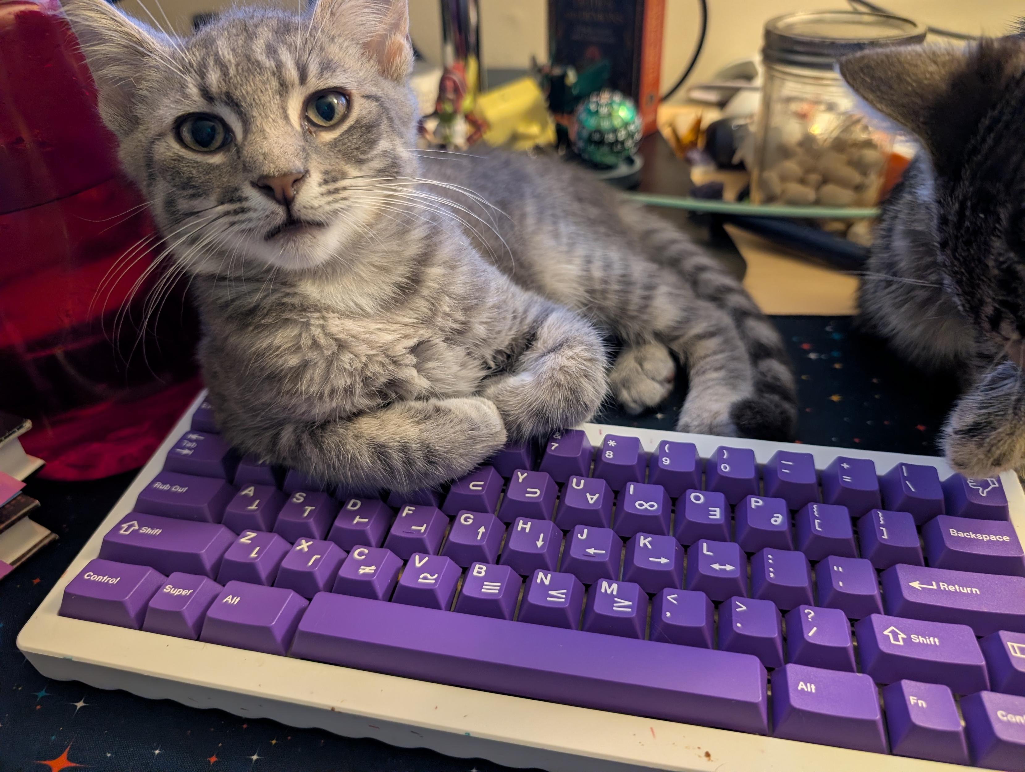 Light grey tabby cat about 6 or 7 weeks old is propped up on the back of a 60% keyboard with purple keycaps. His front paws are tucked and it looks like he is ready for a business meeting