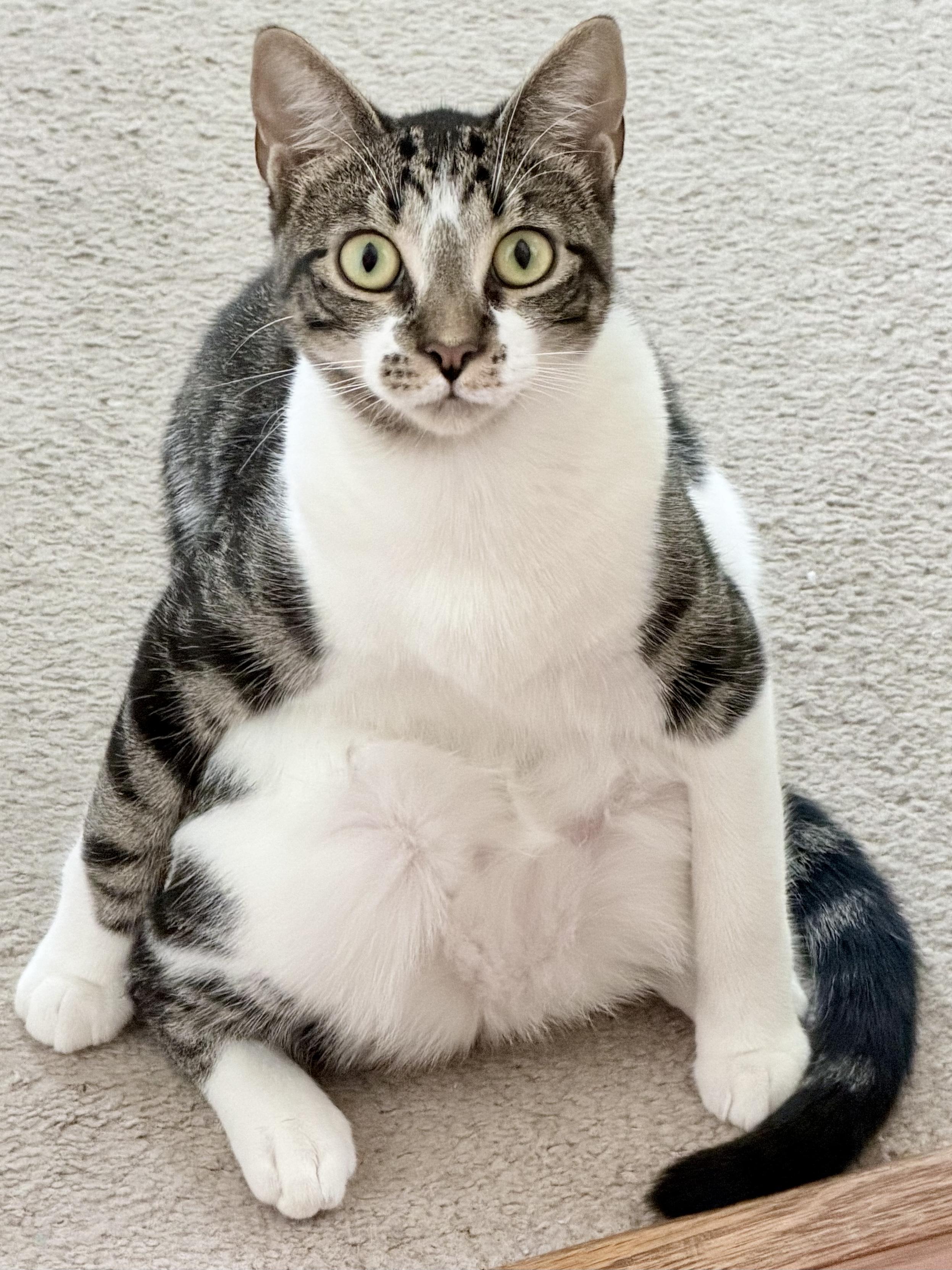 My young tabby sitting on the carpet like a toddler instead of a proper cat