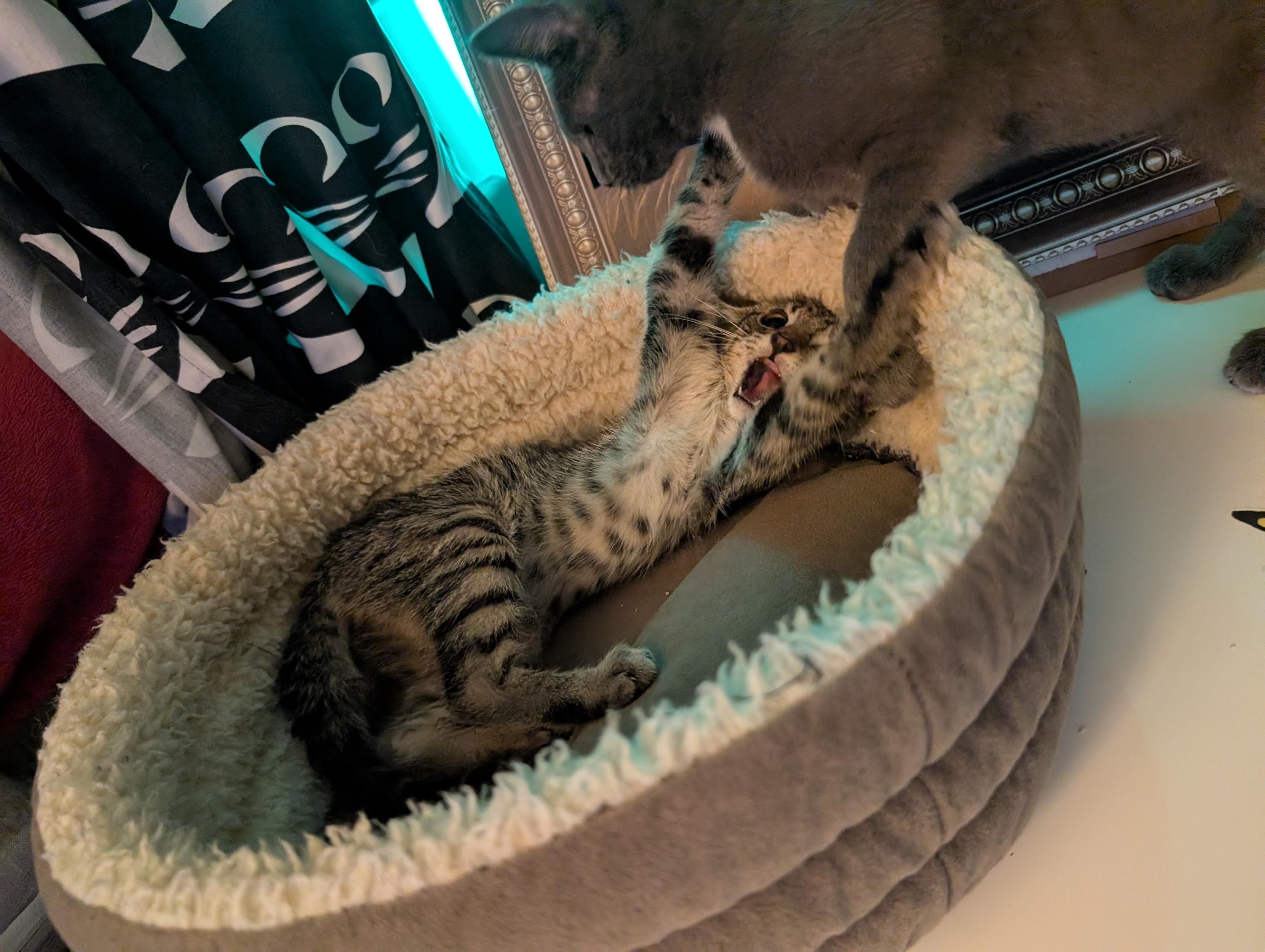 Tiny tabby cat is in a cat bed and he is going wild trying to smack his bigger grey brother who is starting to come into the bed. Tiny tabby's ferocious looking face with his mouth open wide is so freaking cute