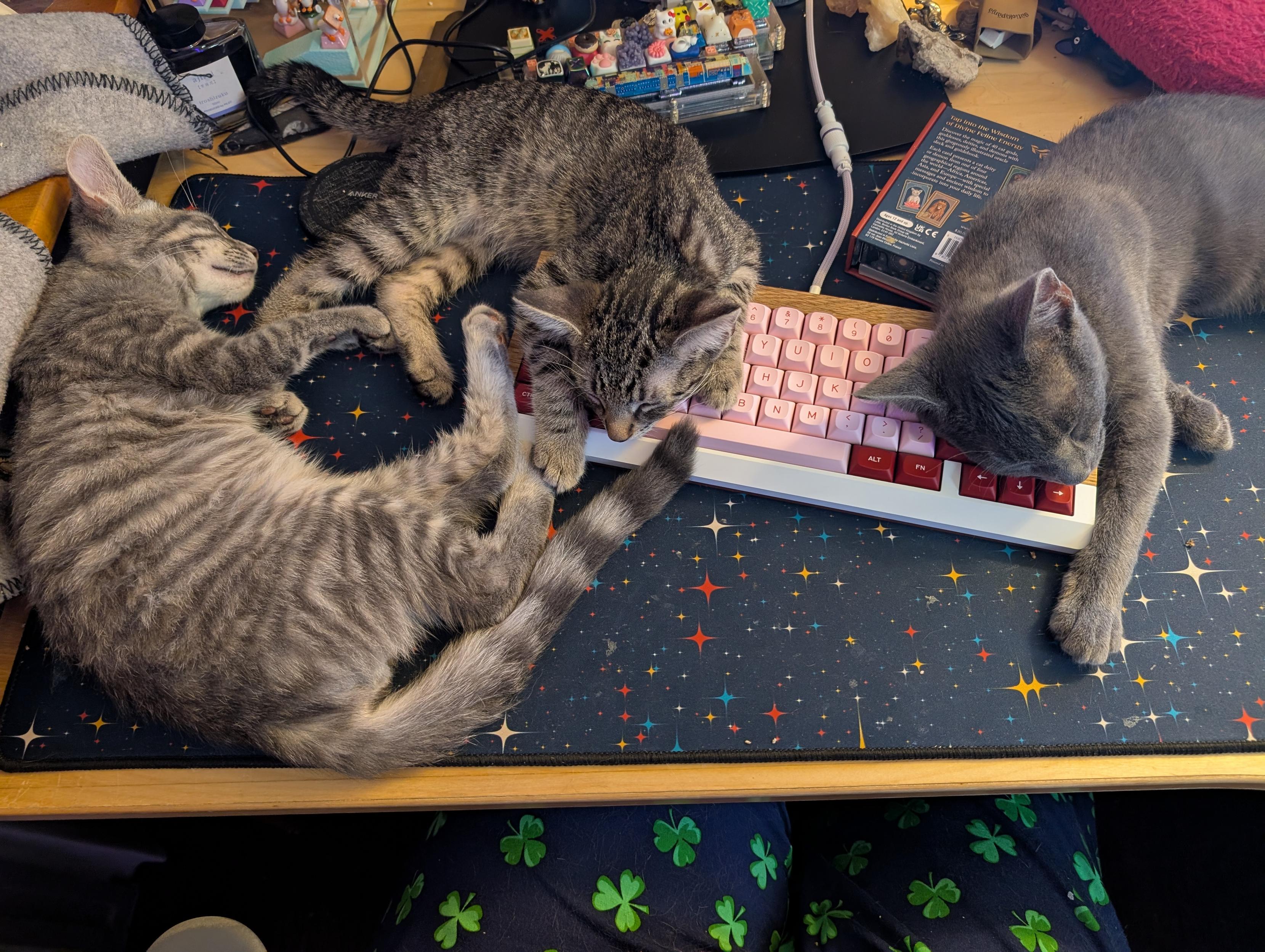 Top down shot of a desk with three kittens sleeping. On the left is a grey tabby cat lying on his side with a soft curve and one of his back legs on the keyboard. Next to him is another tabby cat that is not able smaller lying with his front legs and head lying across the left side of the keyboard. The third cat is grey and he had his head covering the right side of the keyboard with just the bottom arrow keys covered. The keyboard is white and wood 65% with pink and dark red keycaps. Between the 2nd and 3rd cat is an upsidedown pack of tarot cards I had earlier been using as a pillow for the grey cat so he stopped deleting things using the keyboard as a pillow.