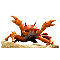 :CrabRave: