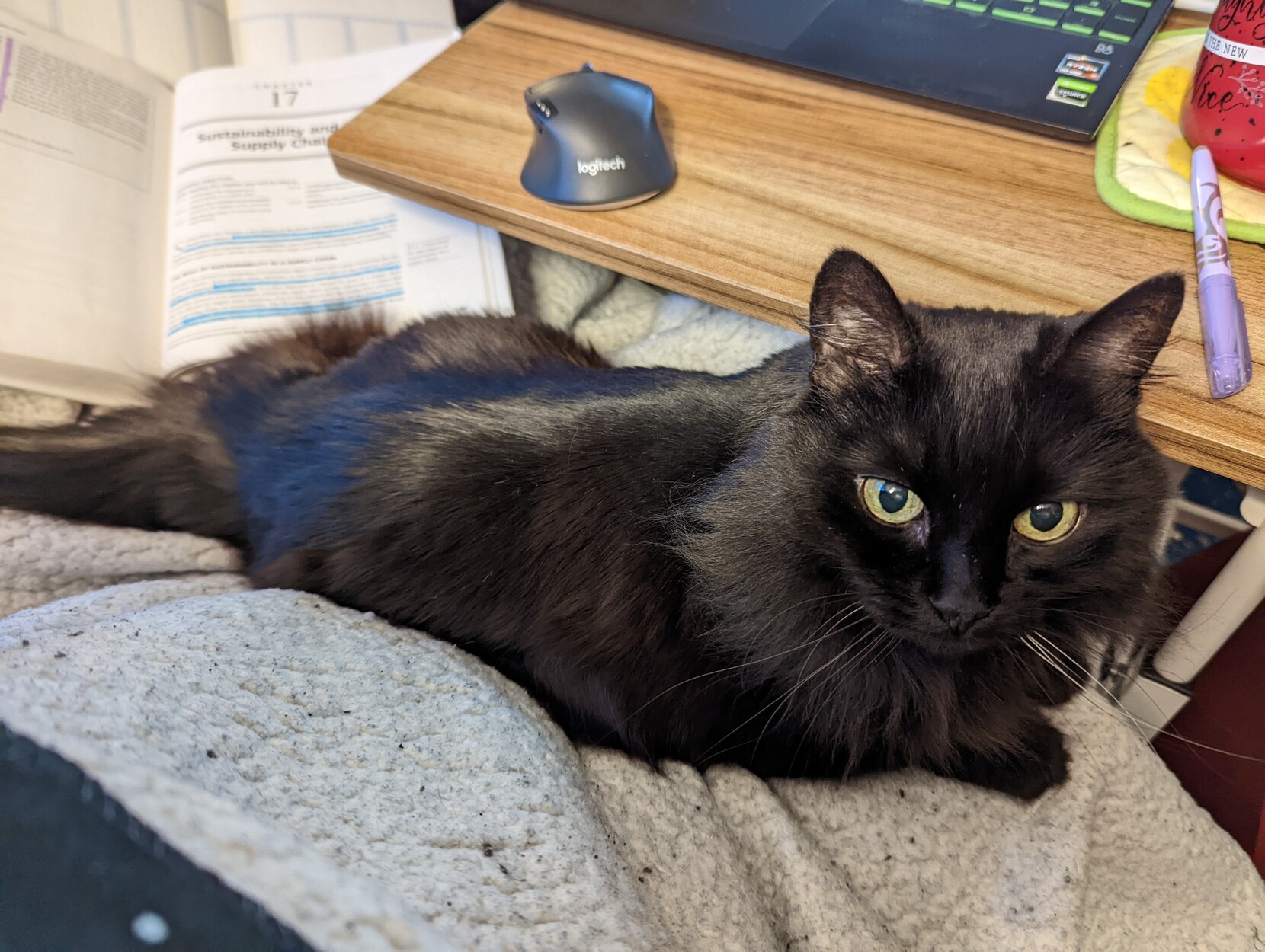 A fluffy black cat with yellow eyes is lying on a blanket in the photographer's lap, between the photographer and a desk. Visible behind the cat are a textbook and planner she shoved out of the way. On the desk are a laptop and mouse, which would be difficult to access given the location of the cat.