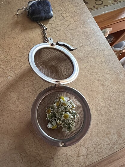 A photo of partially dried chamomile flowers in a loose leaf tea ball. 