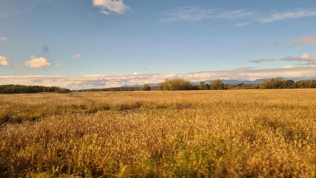 A field of golden brown grain like grass  under a blue sky with a couple of cotton ball clouds stretching out to a treeline in the far distance. Even further some just visible mountains under a continous line of clouds.